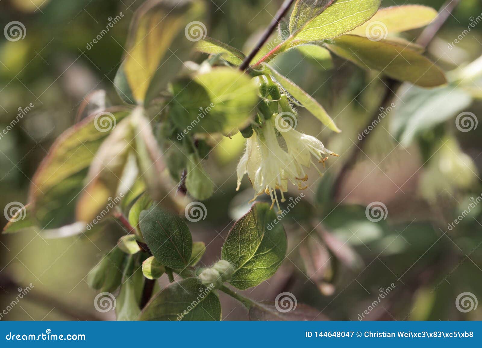 Honeyberry Lonicera Caerulea Var. Kamtschatica, RoyaltyFree Stock