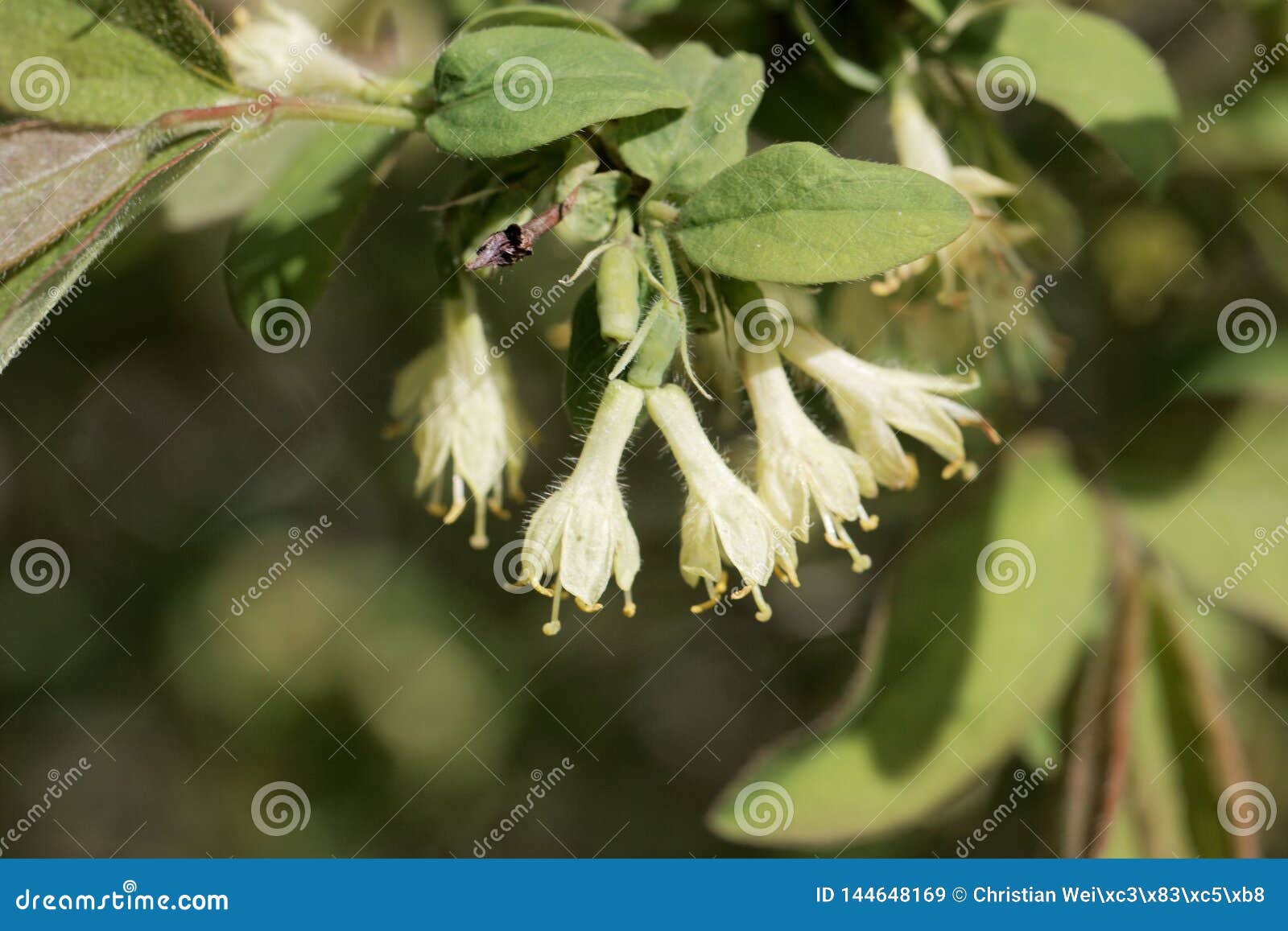 Honeyberry Lonicera Caerulea Var. Kamtschatica, RoyaltyFree Stock