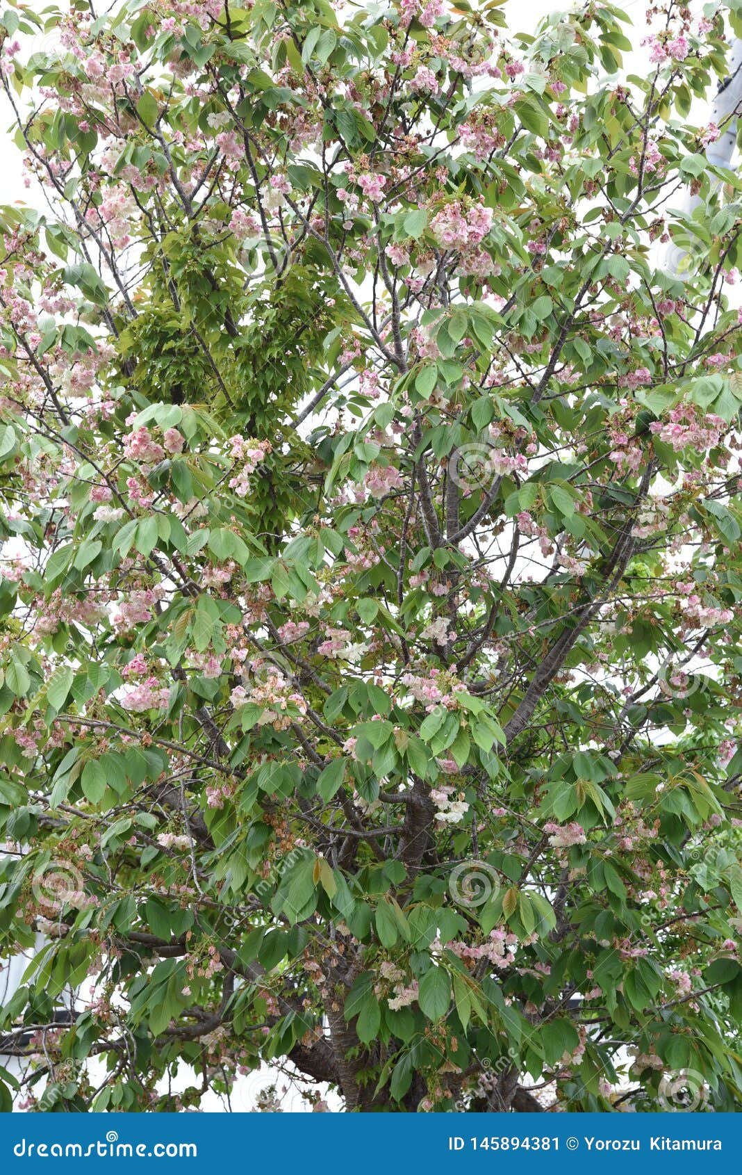Plum blossoms stock image. Image of green, fruit, beauty 145894381