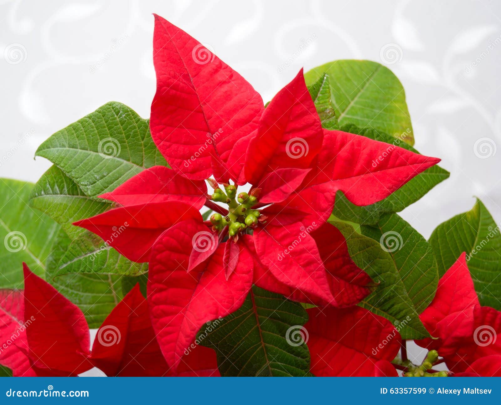 Blossoms Poinsettia - Symbol of Christmas Stock Image - Image of flower, christmas: 63357599