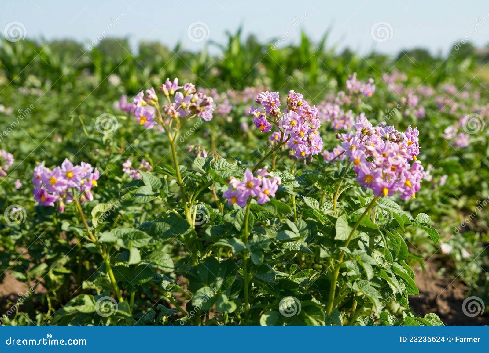 Blossoms potato stock photo. Image of garden, flowers 23236624