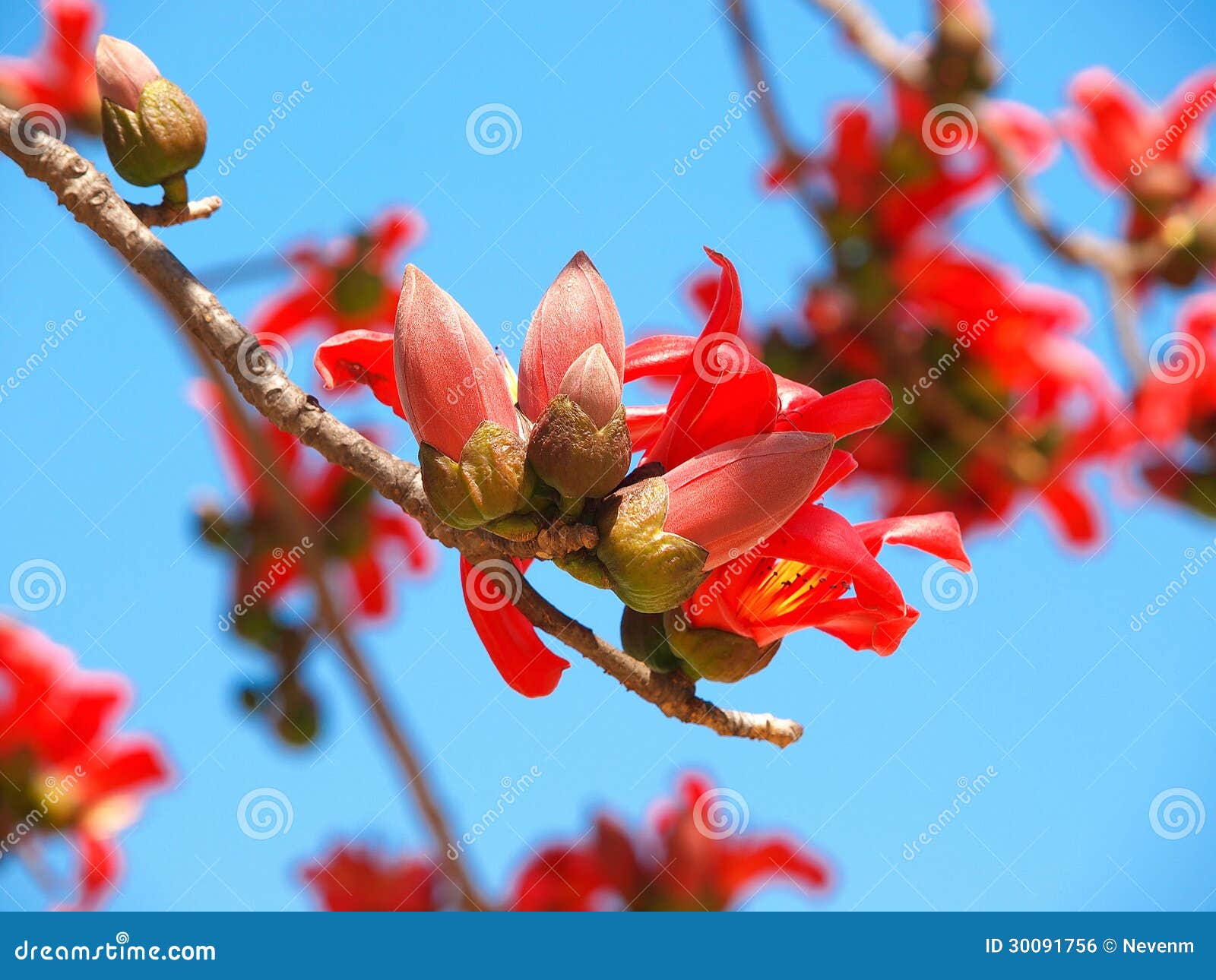 Silk tree stock photo. Image of luck, orange, flower 30091756