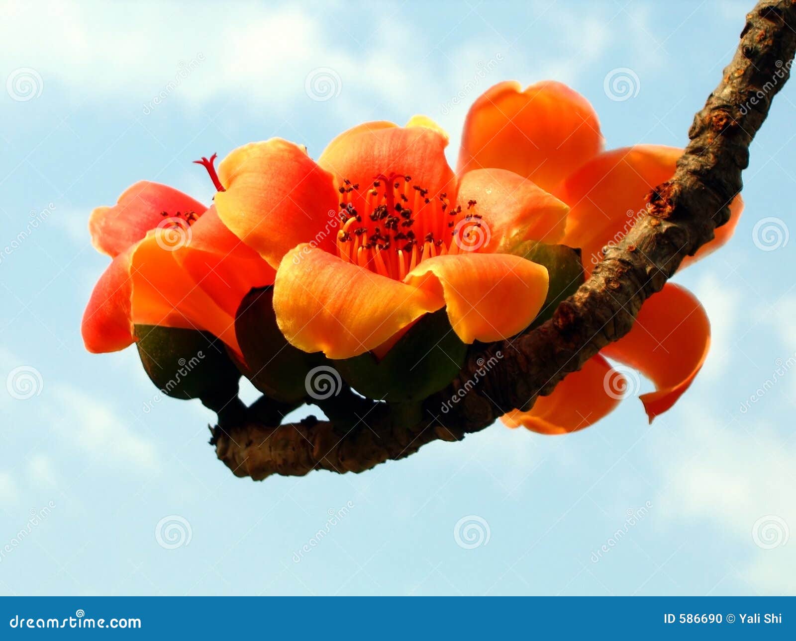 Blossoms Of The Red Silk Cotton Tree Stock Photo Image of gardening
