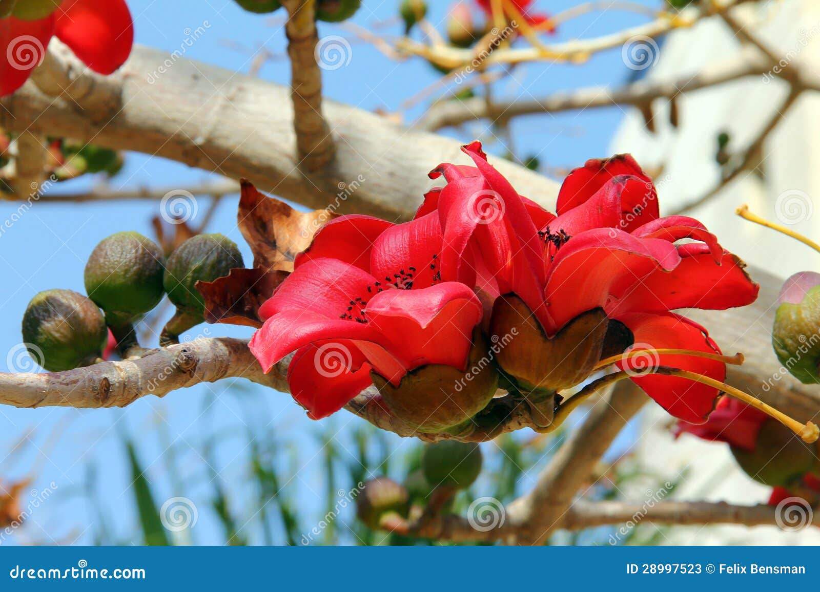Red Silk Cotton Flower Or Semal Flower (bombax Ceiba) Fallen On The