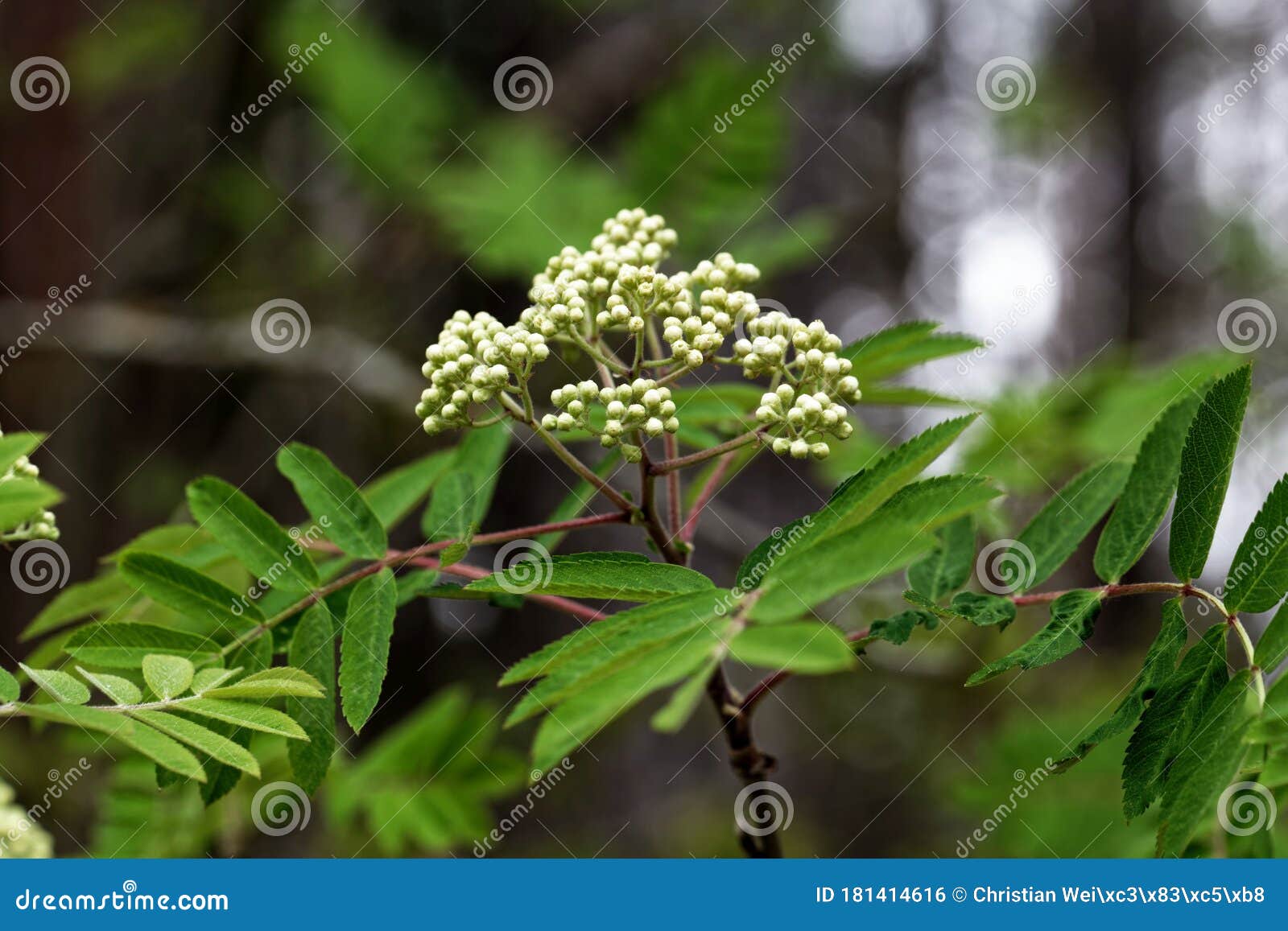 Blossoms Of A Rowan Tree, Sorbus Aucuparia, With Leaves. Sorbus ...