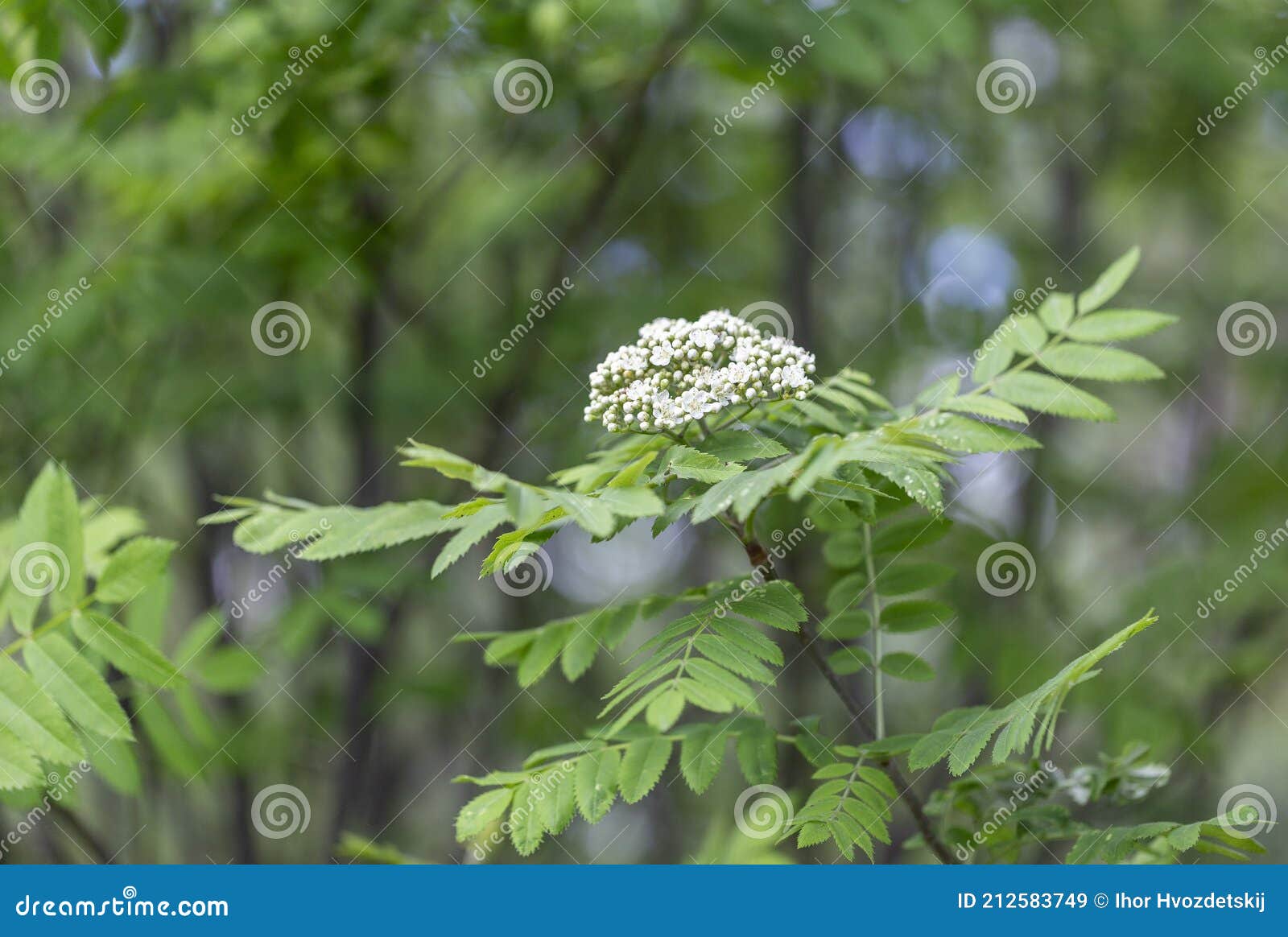 Blossoms Of A Rowan Tree, Sorbus Aucuparia, With Leaves. Sorbus ...