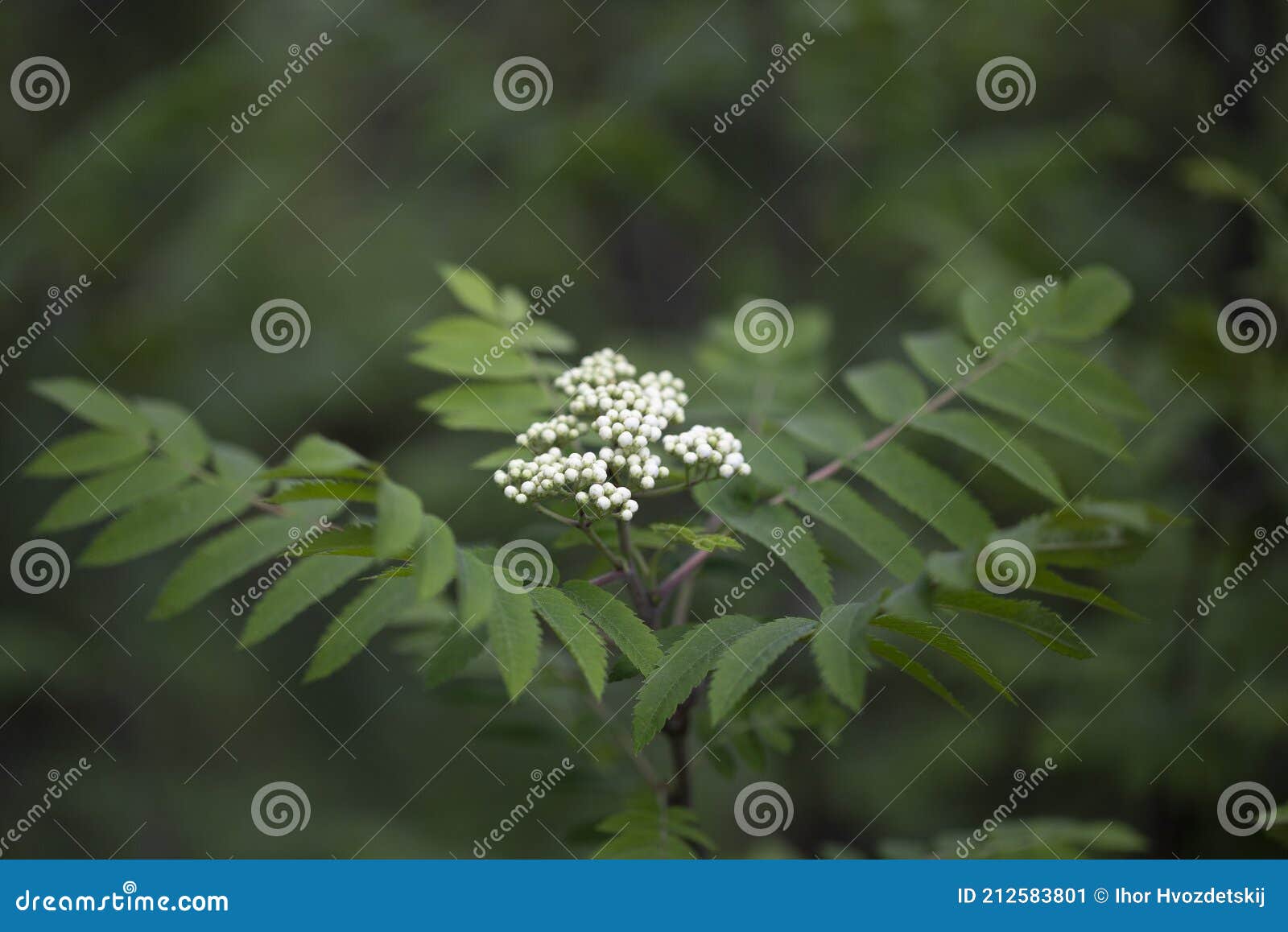 Blossoms Of A Rowan Tree, Sorbus Aucuparia, With Leaves. Sorbus ...