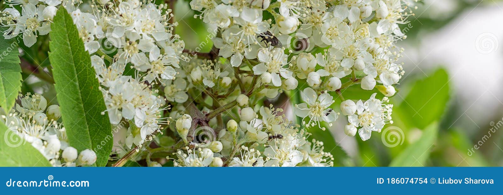 Blossoms Of A Rowan Tree, Sorbus Aucuparia, With Leaves. Sorbus ...