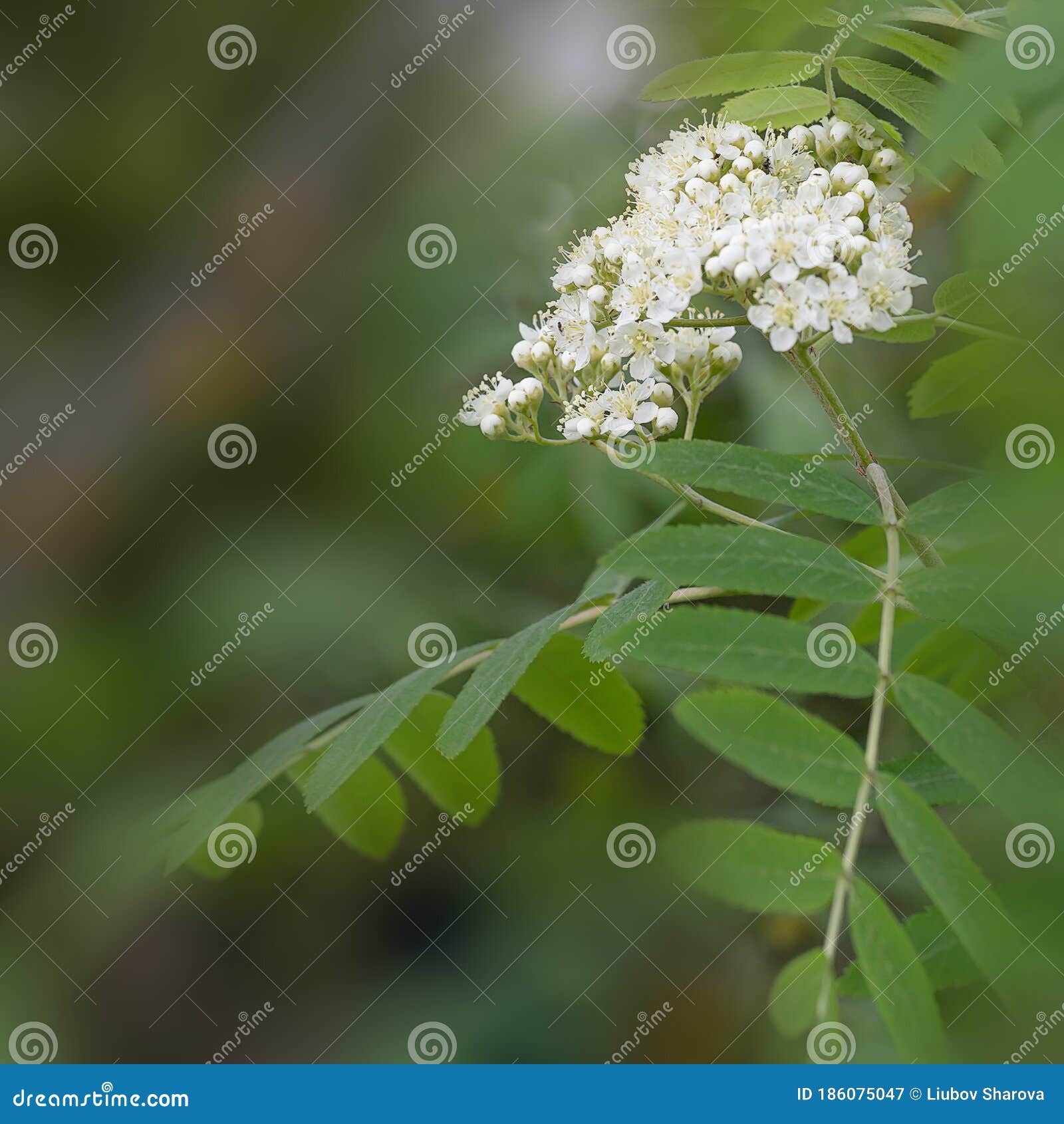 Blossoms Of A Rowan Tree, Sorbus Aucuparia, With Leaves. Sorbus ...