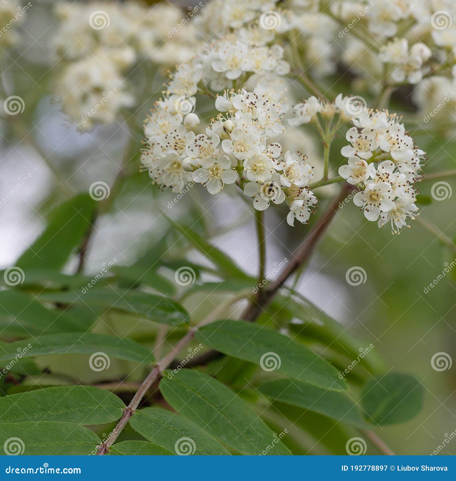 Blossoms Of A Rowan Tree, Sorbus Aucuparia, With Leaves. Sorbus ...