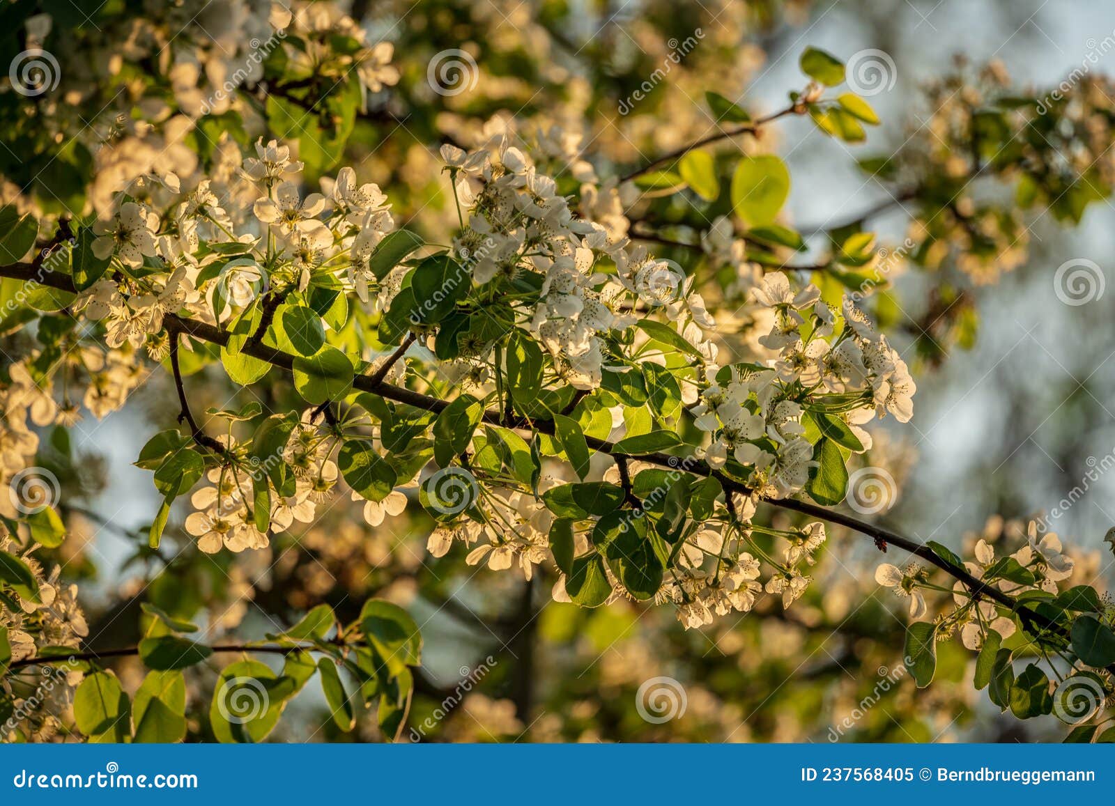 Blossoms on a tree stock image. Image of outdoor, bloom 237568405