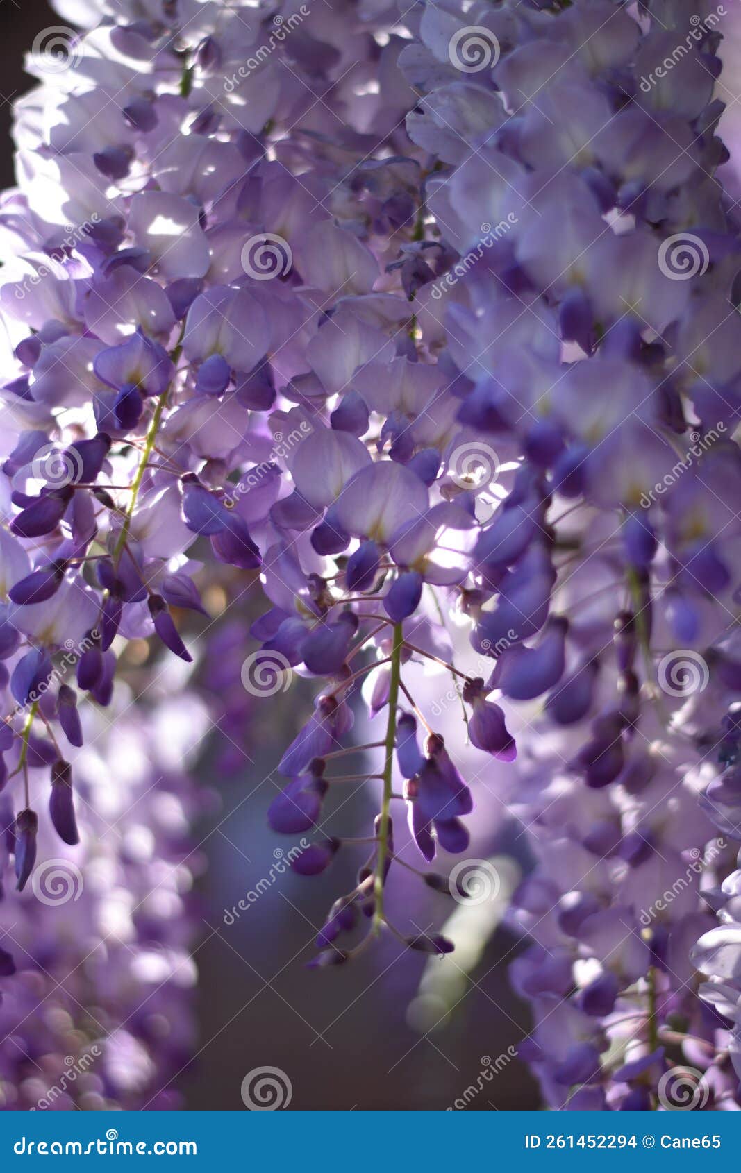 wisteria purple flowers