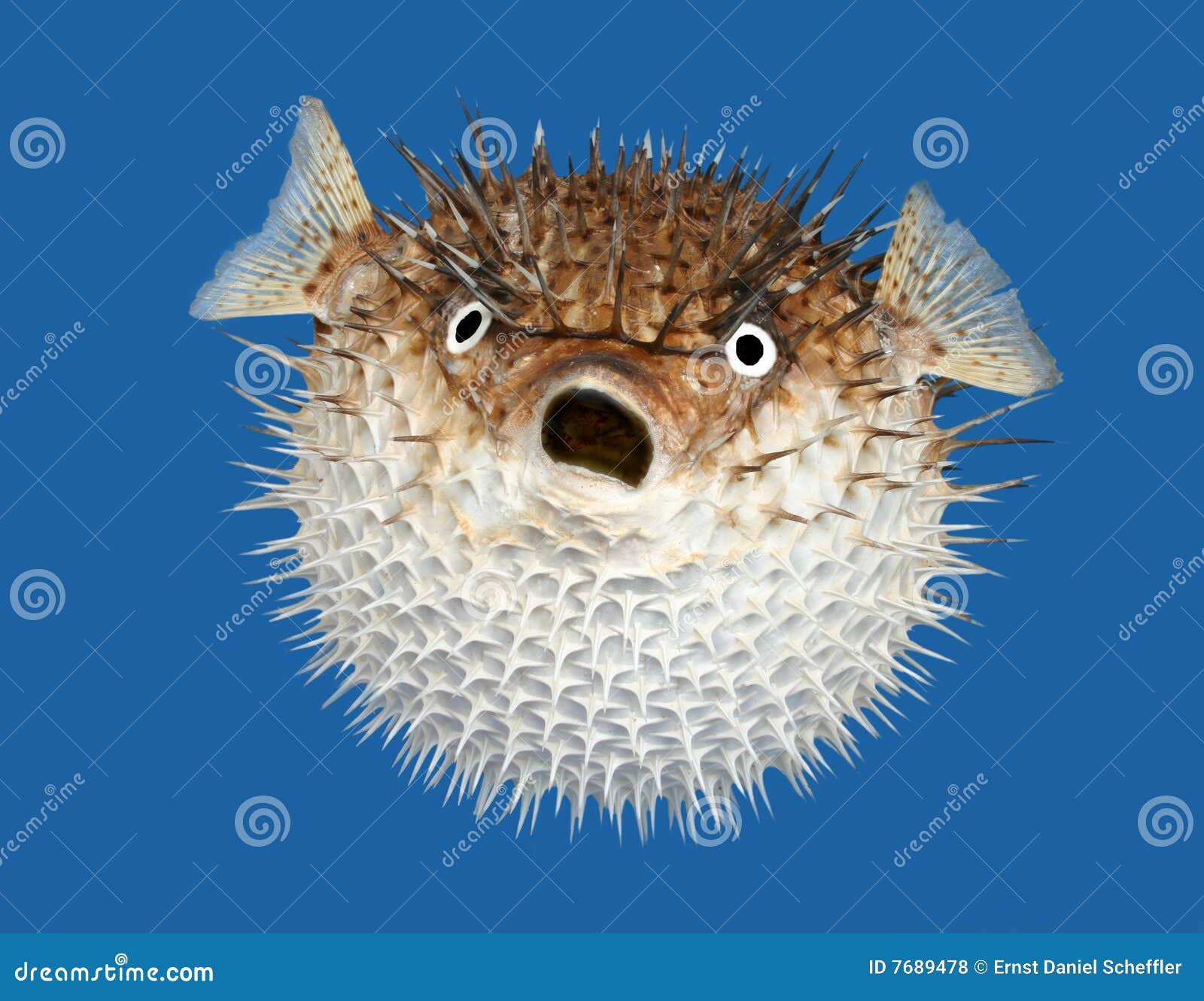 blow fish frontal view