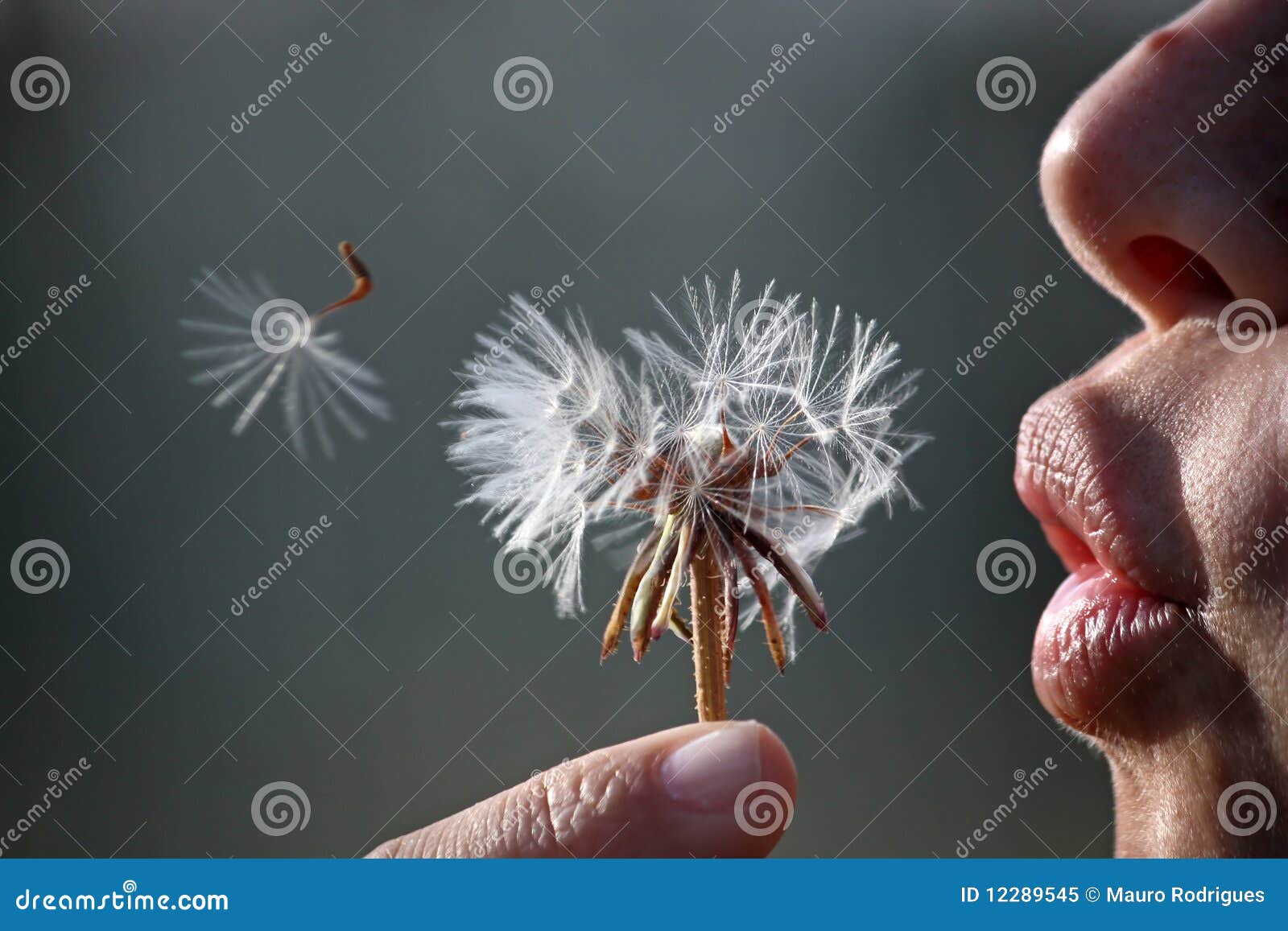 Blow the flower stock image. Image of float, blowing 12289545