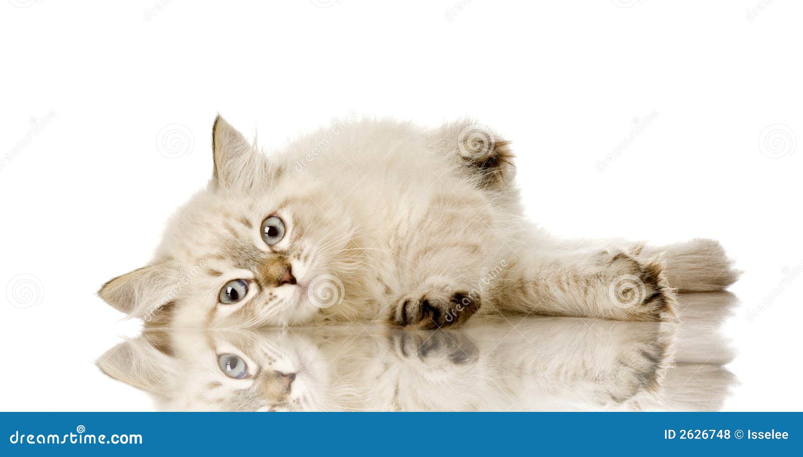 blu-tabby-point birman kitten