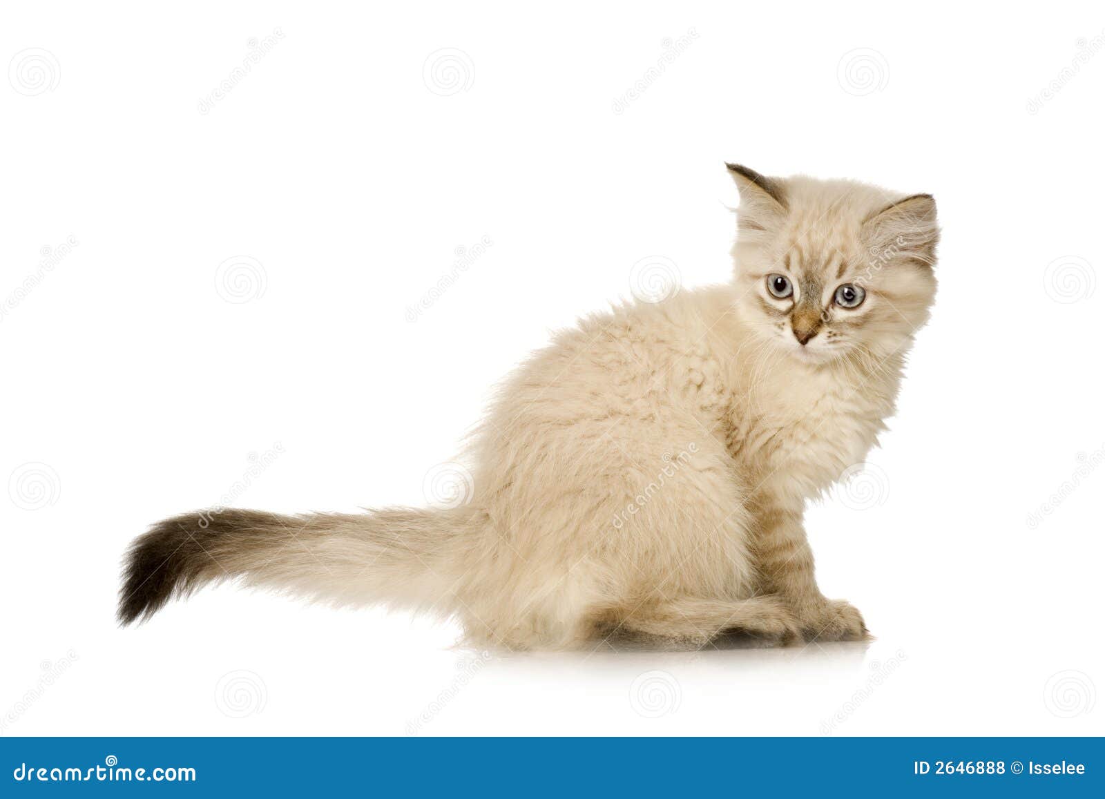 blu-tabby-point birman kitten