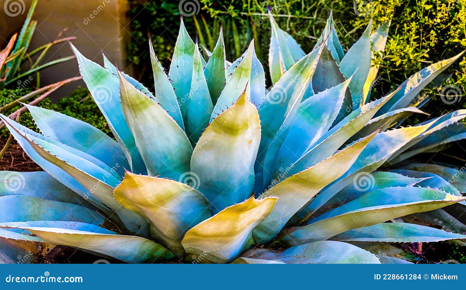 Blue Agave Cactus in Desert Garden Stock Photo - Image of leaves, green:  228661284
