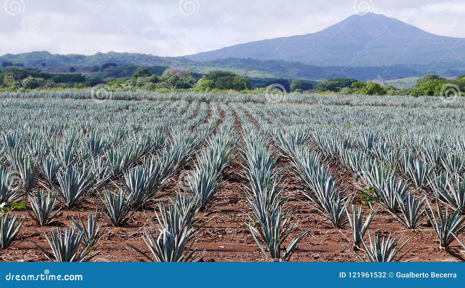 view of a blue agave field