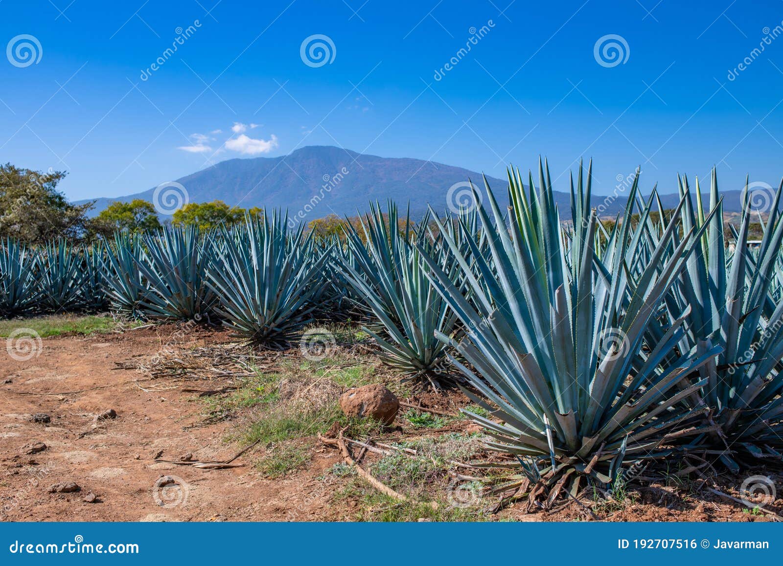 Blue Agave Field in Tequila, Jalisco, Mexico Stock Photo Image of