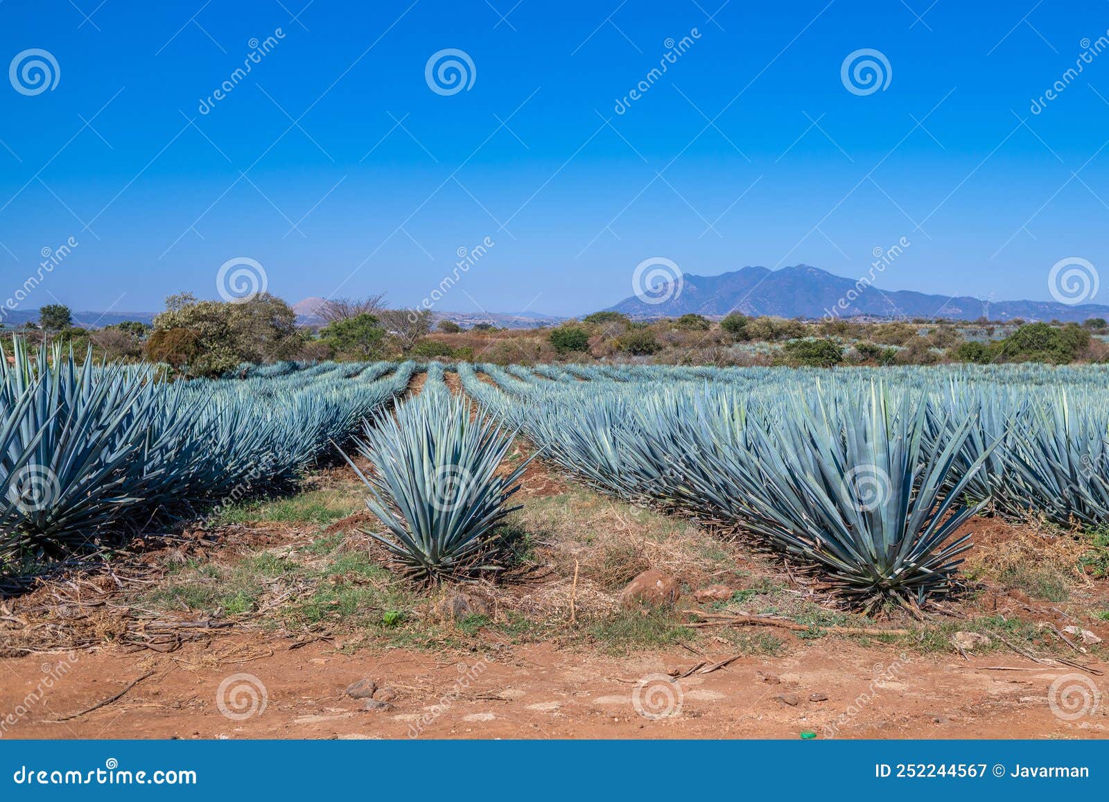 blue agave field in tequila, jalisco, mexico