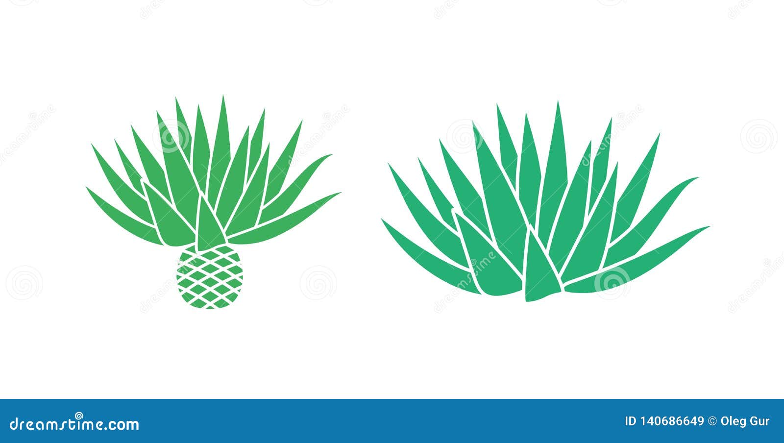 Blue Agave. Isolated Agave on White Background Stock Vector