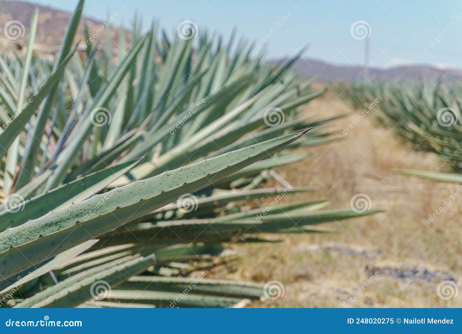 A Blue Agave from Oaxaca, Mexico Stock Image Image of alcohol