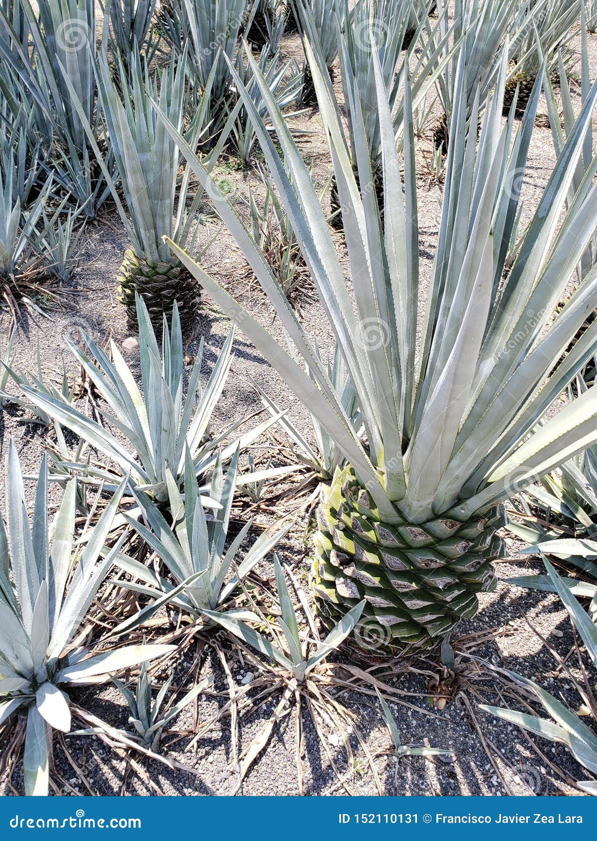 Blue Agave Plant In Growing Area For Production Of Tequila ...