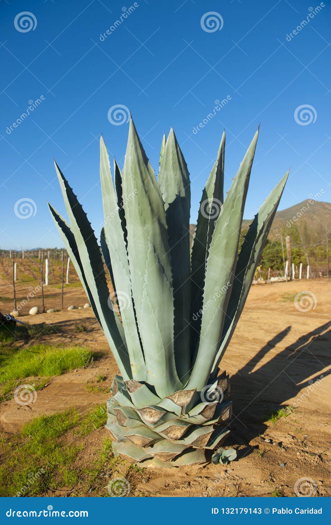 Blue Agave Plant in the Mexican Landscape Stock Image Image of
