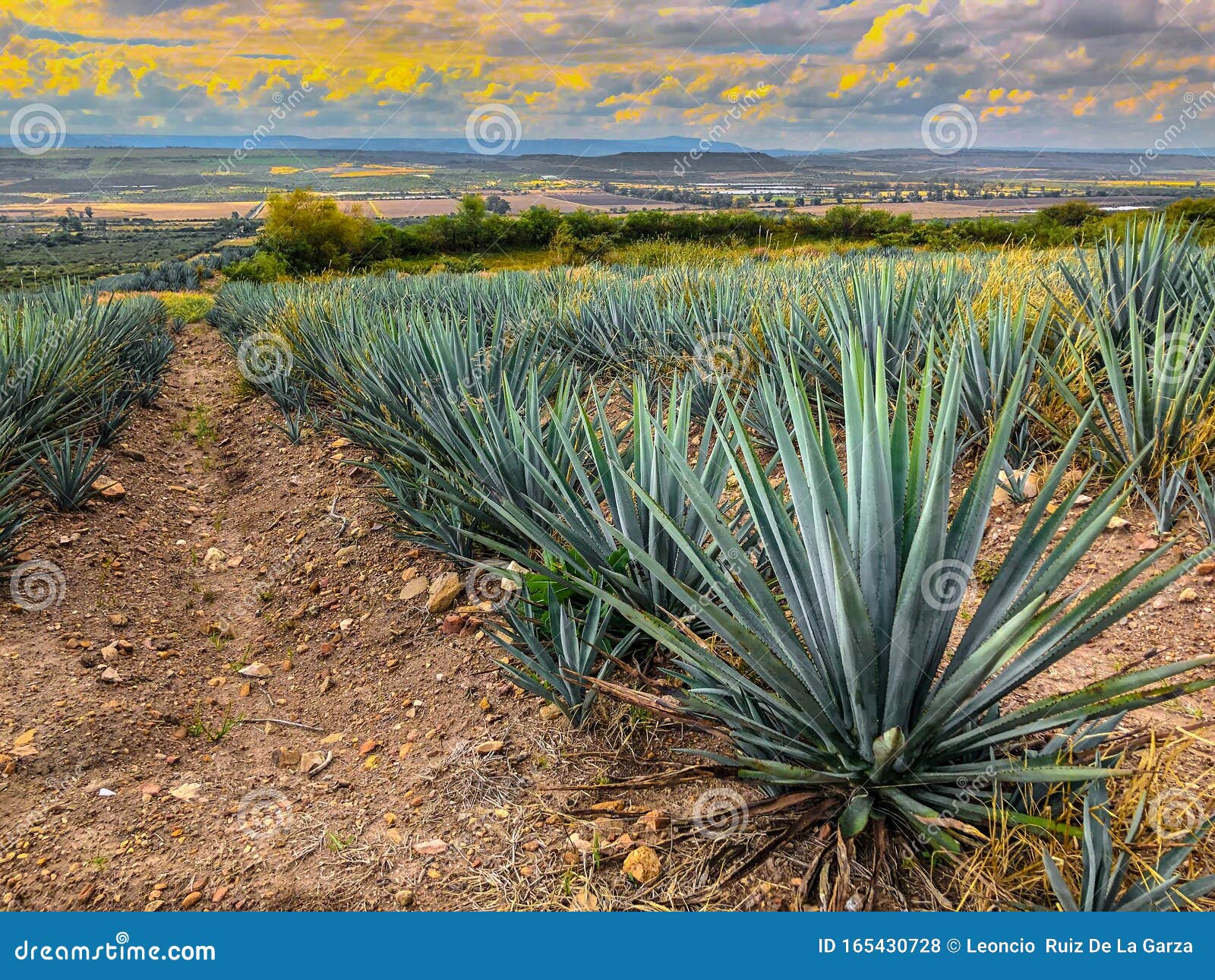 Unlocking the Mystery: NYT #39 s Tequila Plant Clue Unlocking the Mystery: NYT #39 s Tequila Plant Clue