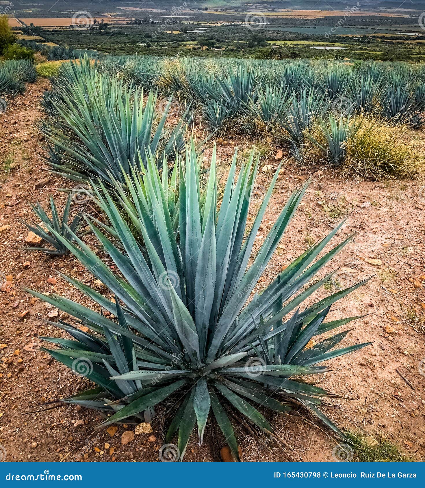 Plant Used For Tequila 2024 Florida Dulsea Kristyn plant-used-for-tequila-2024-florida-dulsea-kristyn