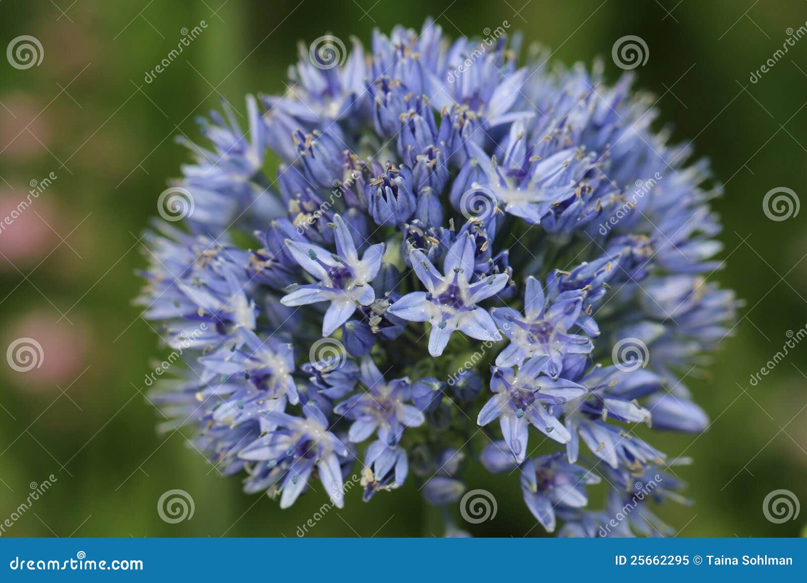 blue allium caeruleum flowers