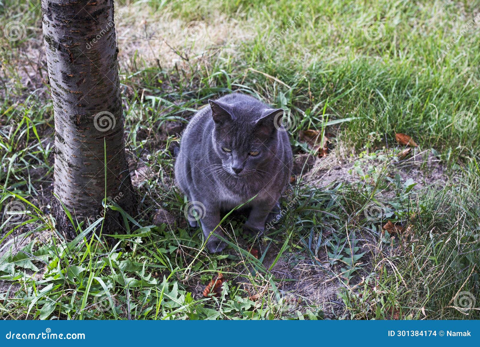 Blue American Burmese Cat Poops in the Garden Stock Photo Image of