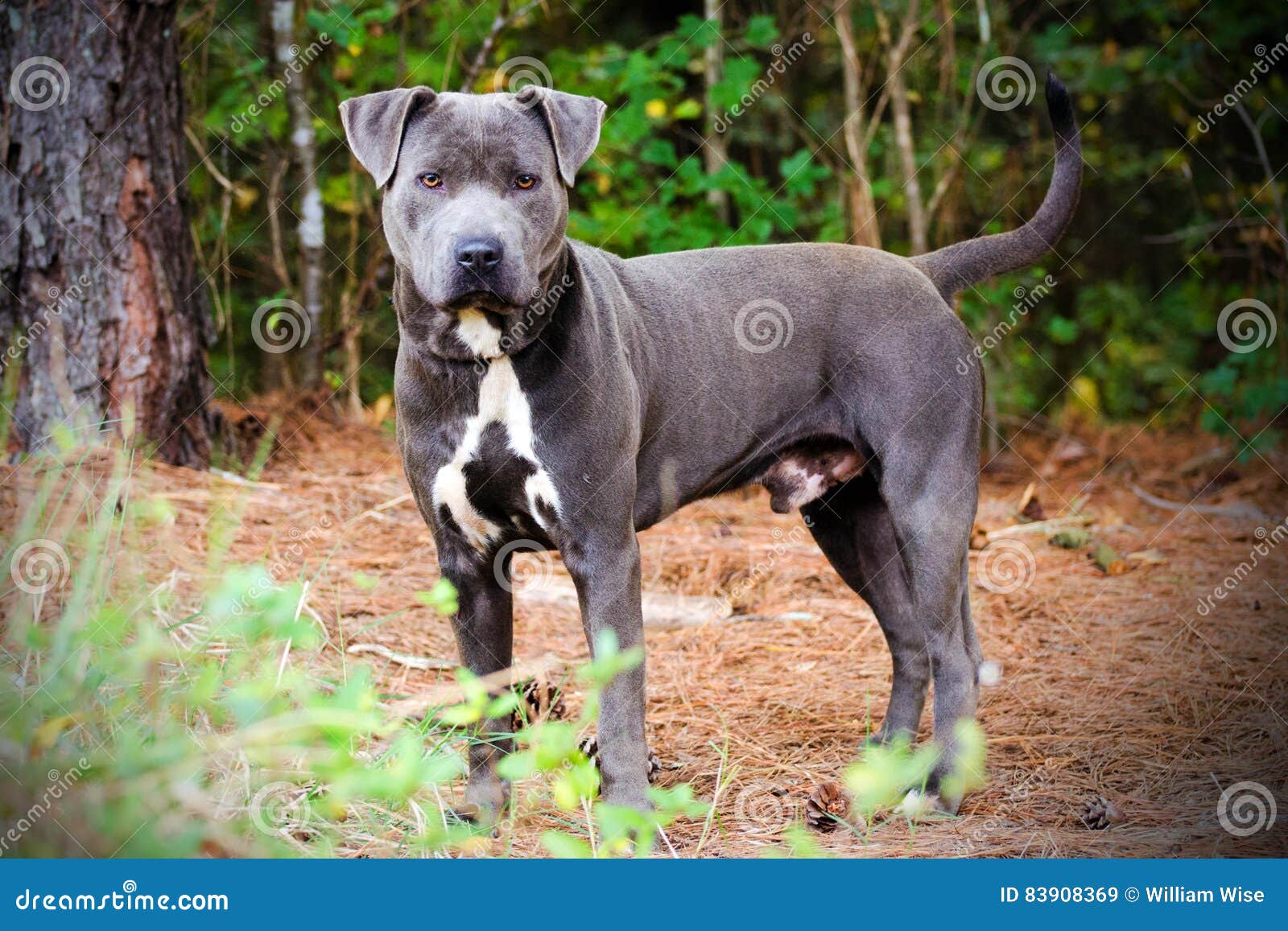 Blue American Pit Bull Terrier Dog Portrait Stock Image