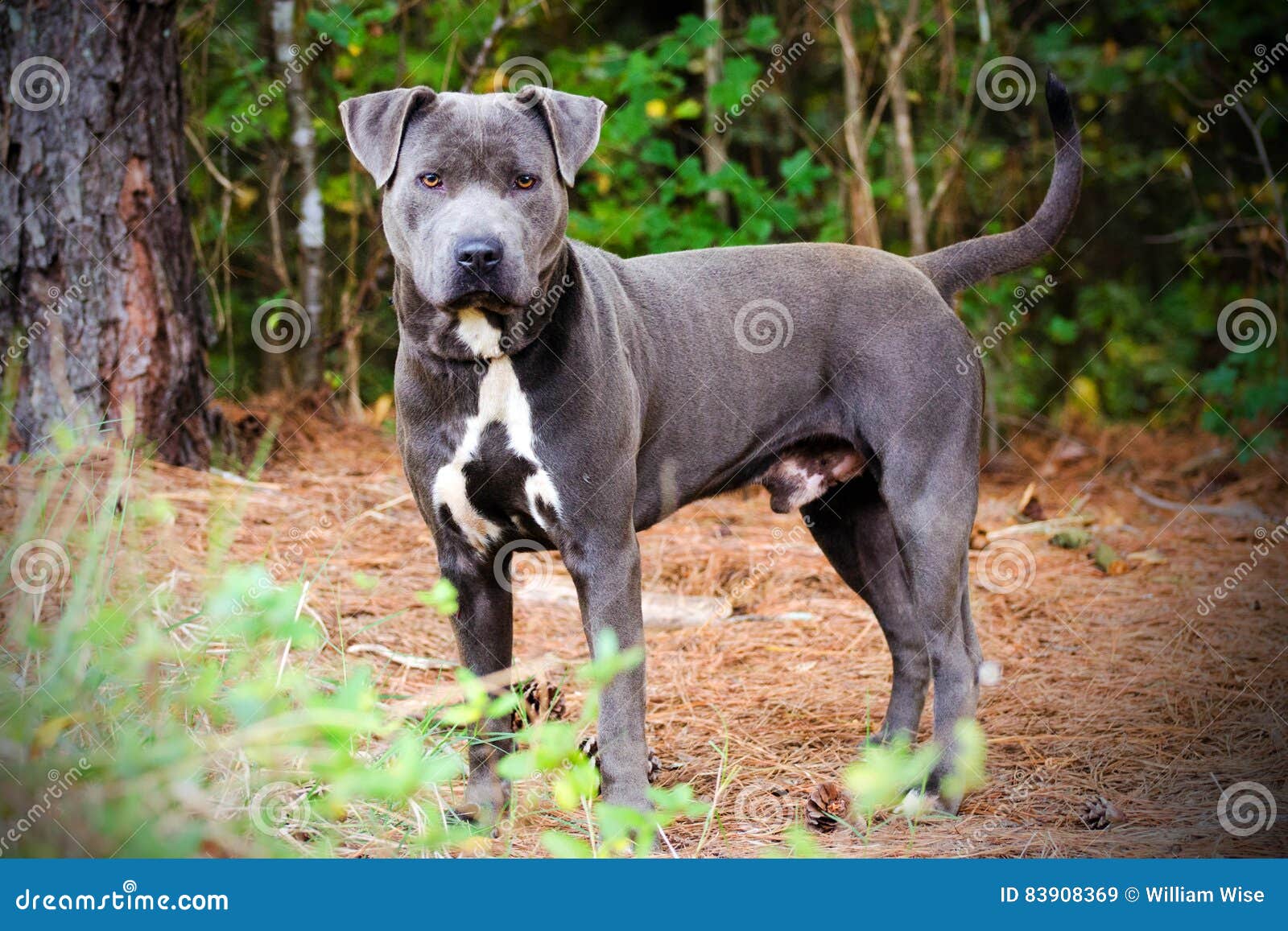 amstaff x pitbull