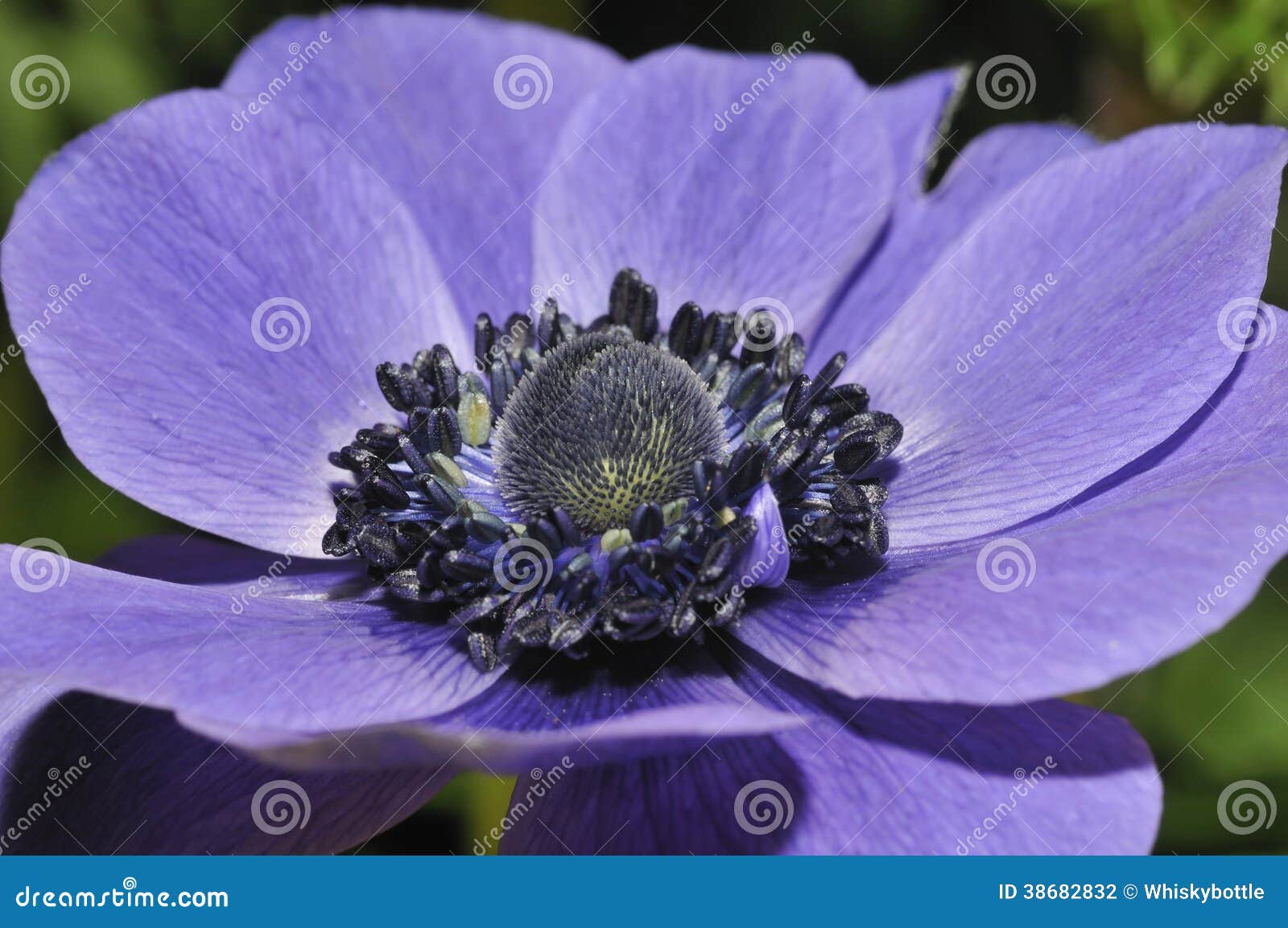 Blue Anemone stock photo. Image of round, cultivar, garden 38682832