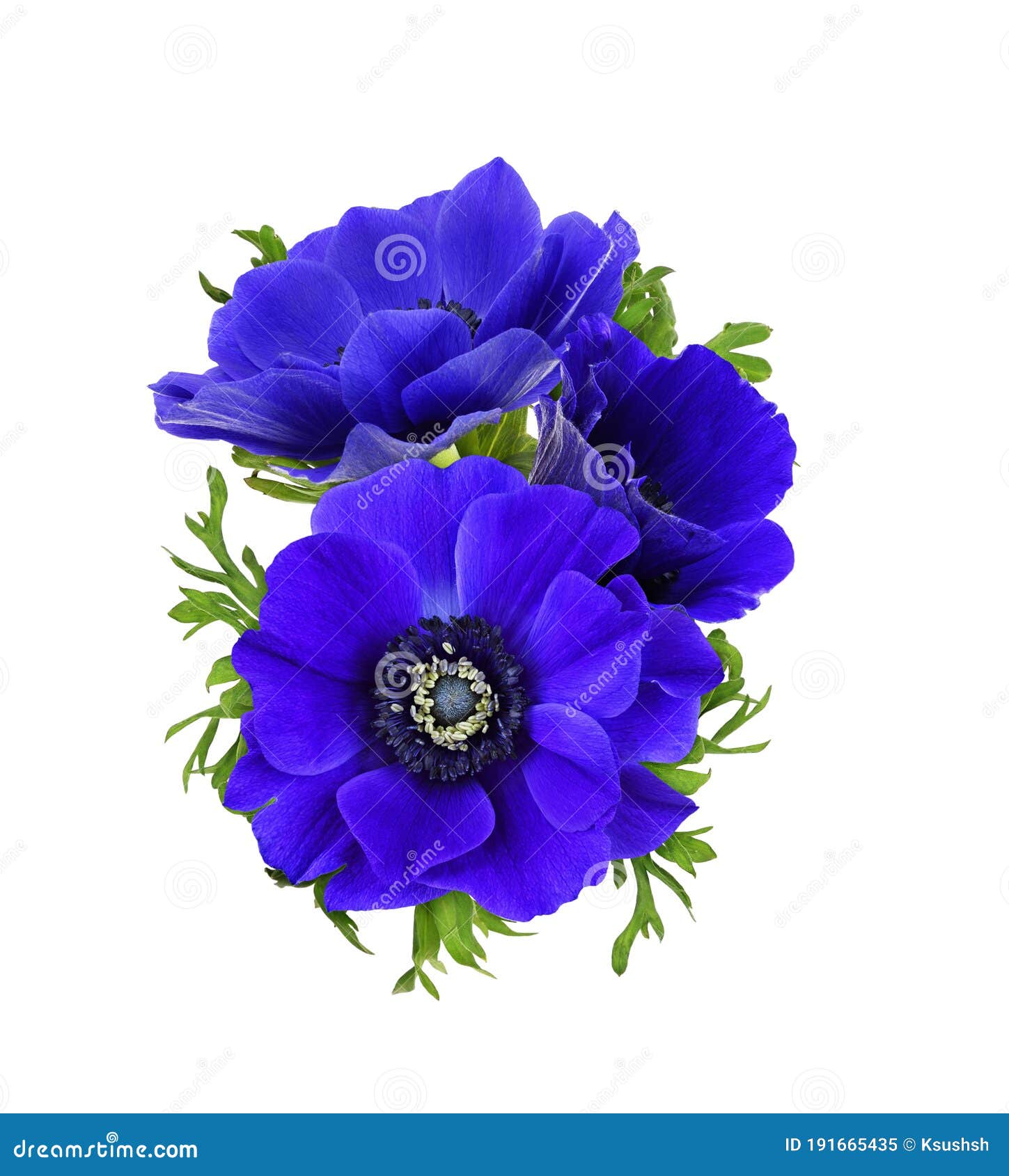 Blue anemone flowers stock image. Image of natural, flower 191665435