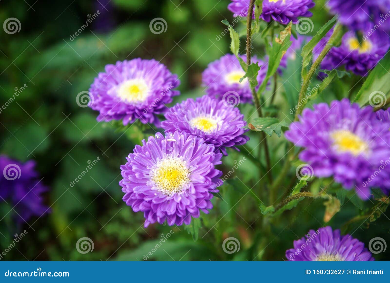 Blue Annual Aster Or China Aster Flower Callistephus Chinensis Stock Image Image Of Blossom Farming 160732627