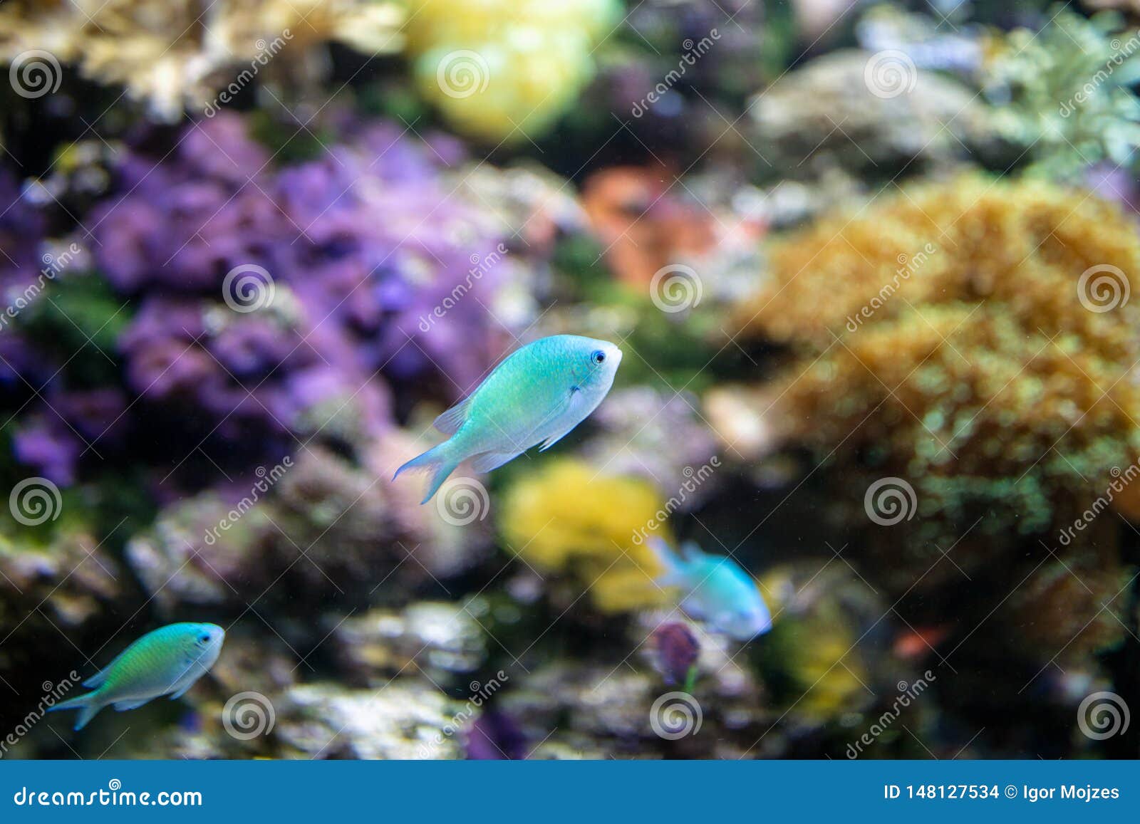 Blue aquarium fish stock photo. Image of life, fish - 148127534