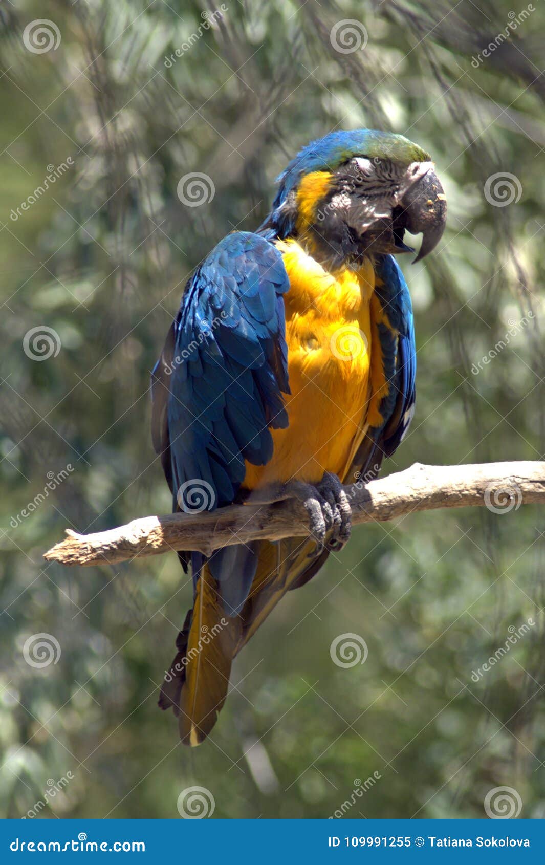 Blue Ara Parrot. Ara is Tribe of Neotropical Parrots. Image - Image of long, blue: