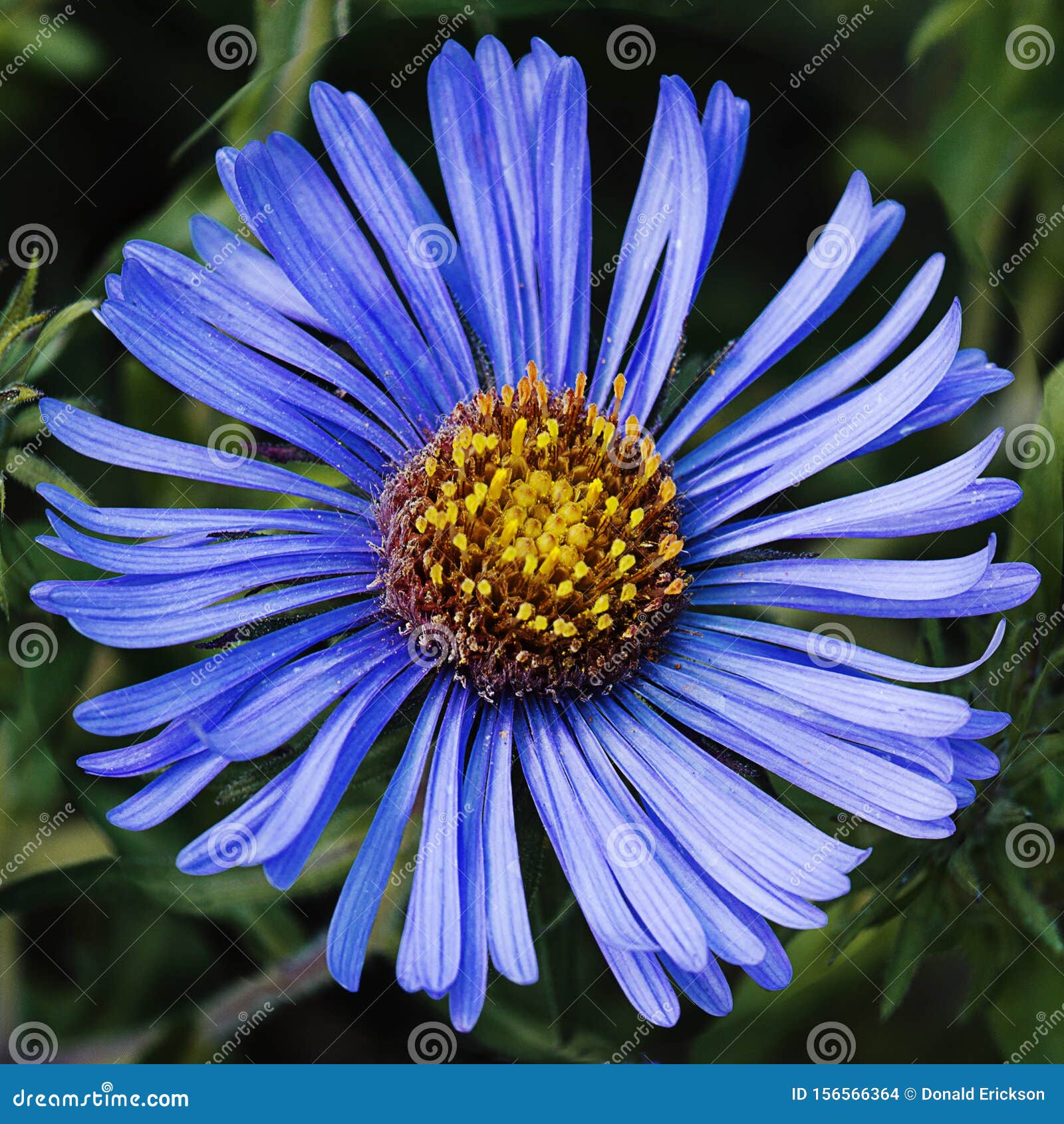 Blue Aster Flower Head On Black Background Stock Photo Image Of Aster Plants 156566364