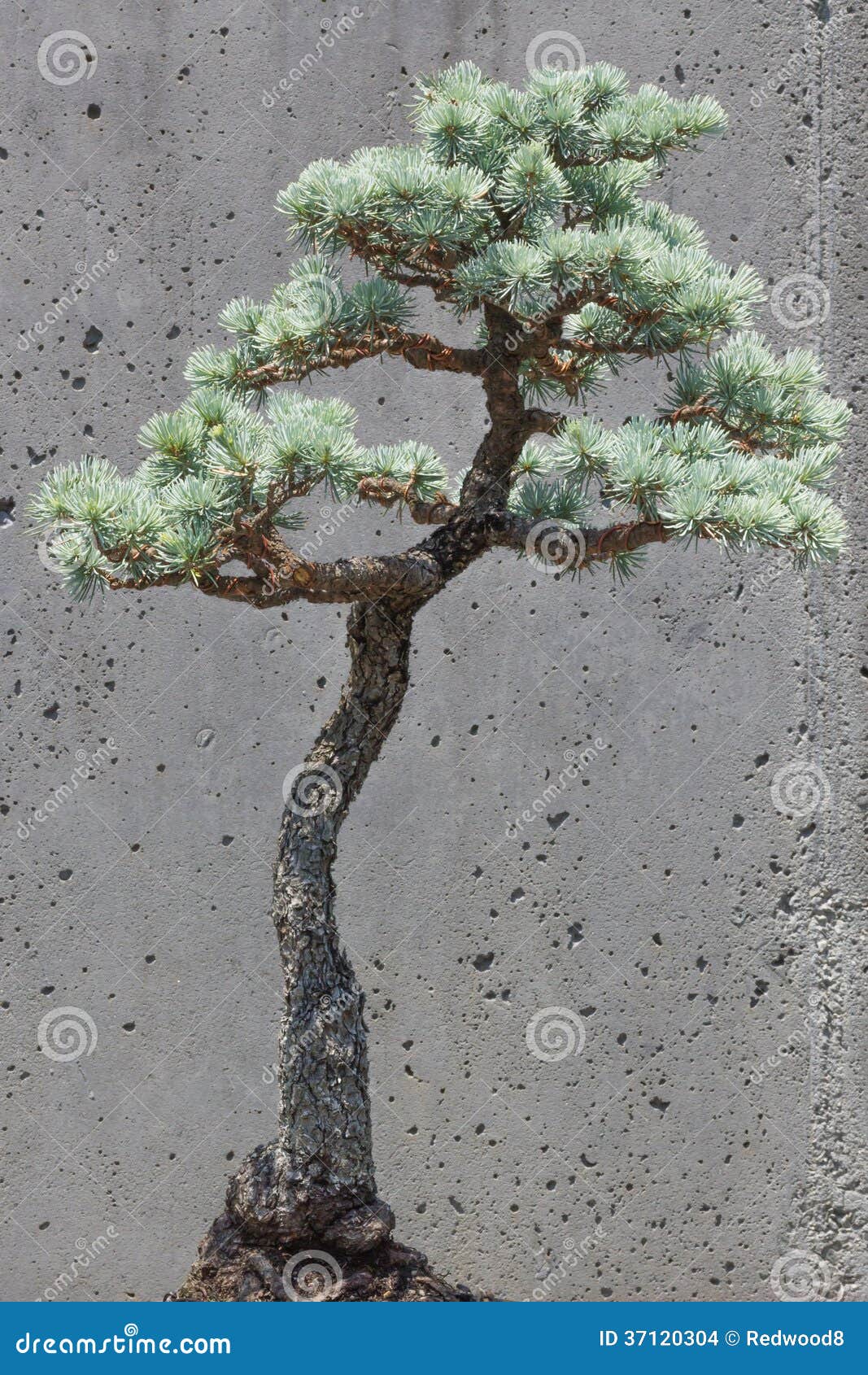 Blue Atlas Cedar Bonsai Tree Stock Photo - Image: 37120304