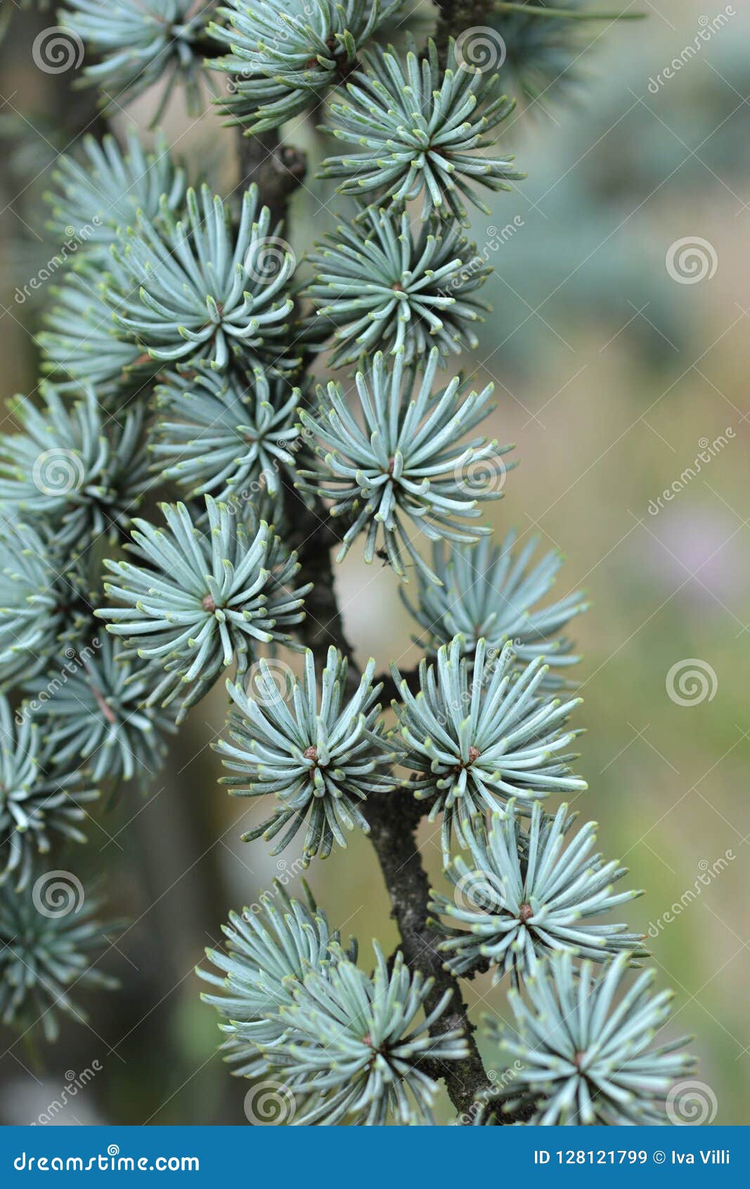 Blue Atlas Cedar Stock Image Image Of Tree Green Branch 128121799,What Temp To Cook Pork Chops On Grill