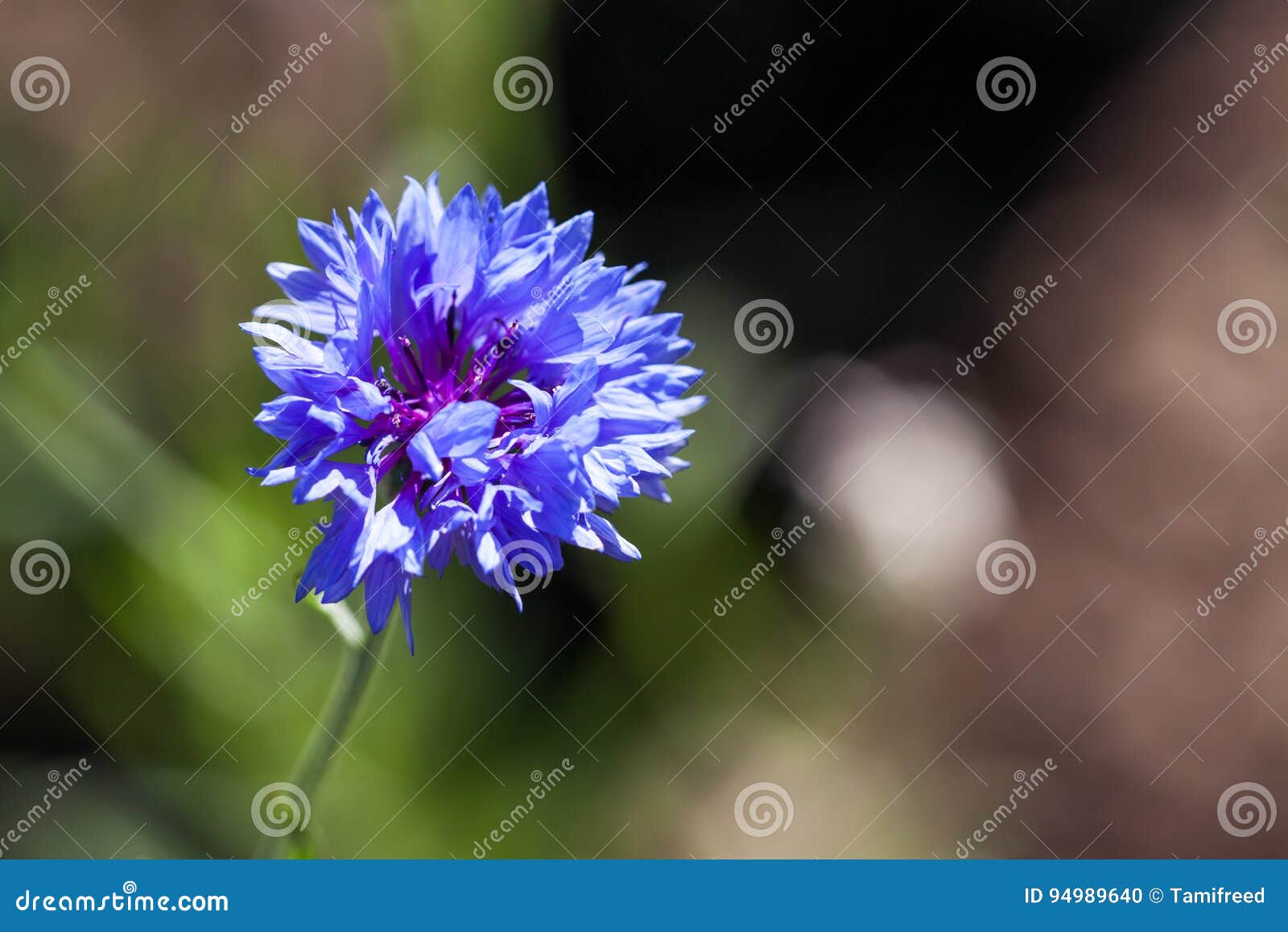 Blue Boy Bachelor Button Wildflower Cornflower RoyaltyFree Stock