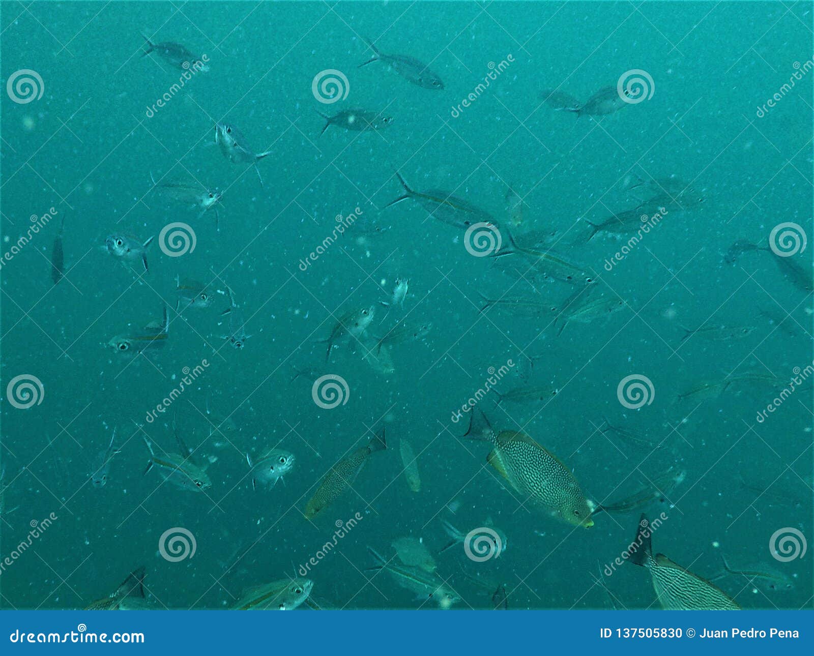 blue background of fishes on the background of the sea.