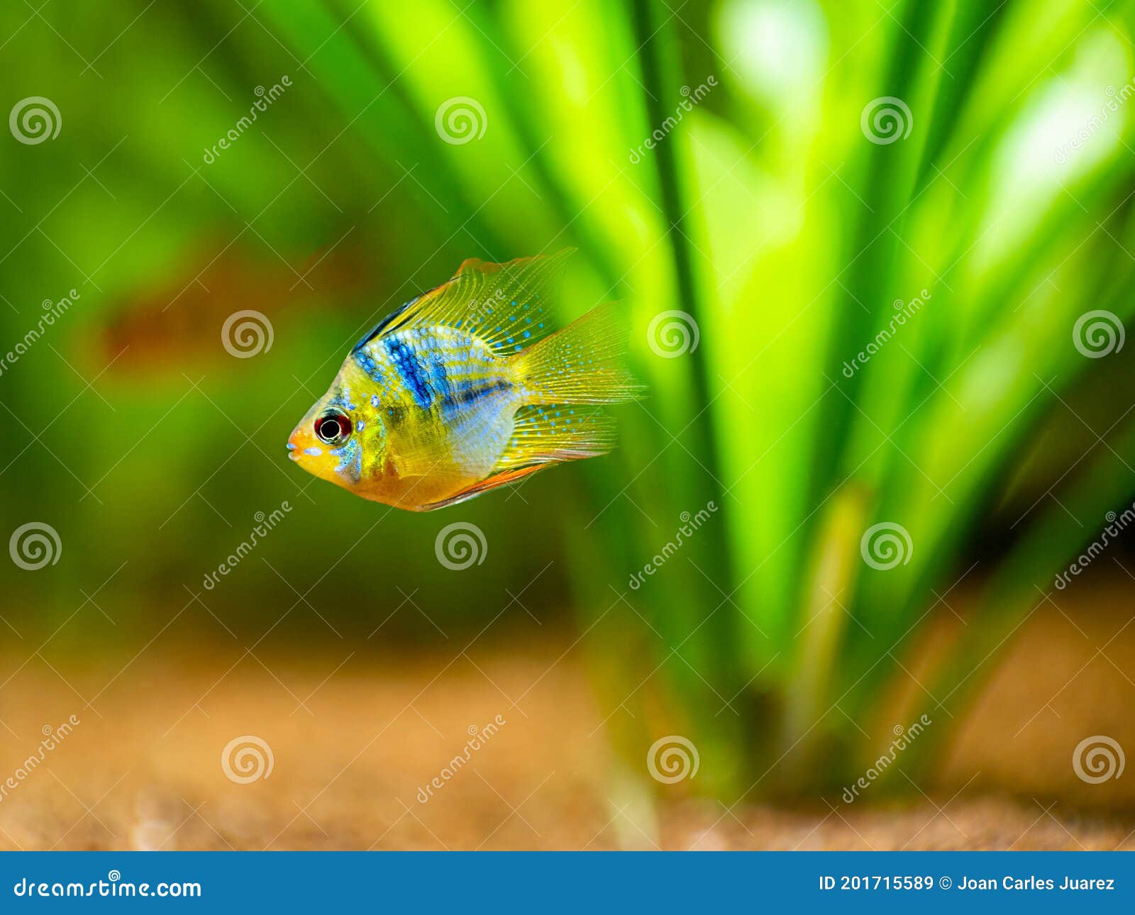 233 Balloon Fish Isolated Stock Photos - Free & Royalty-Free Stock Photos  from Dreamstime