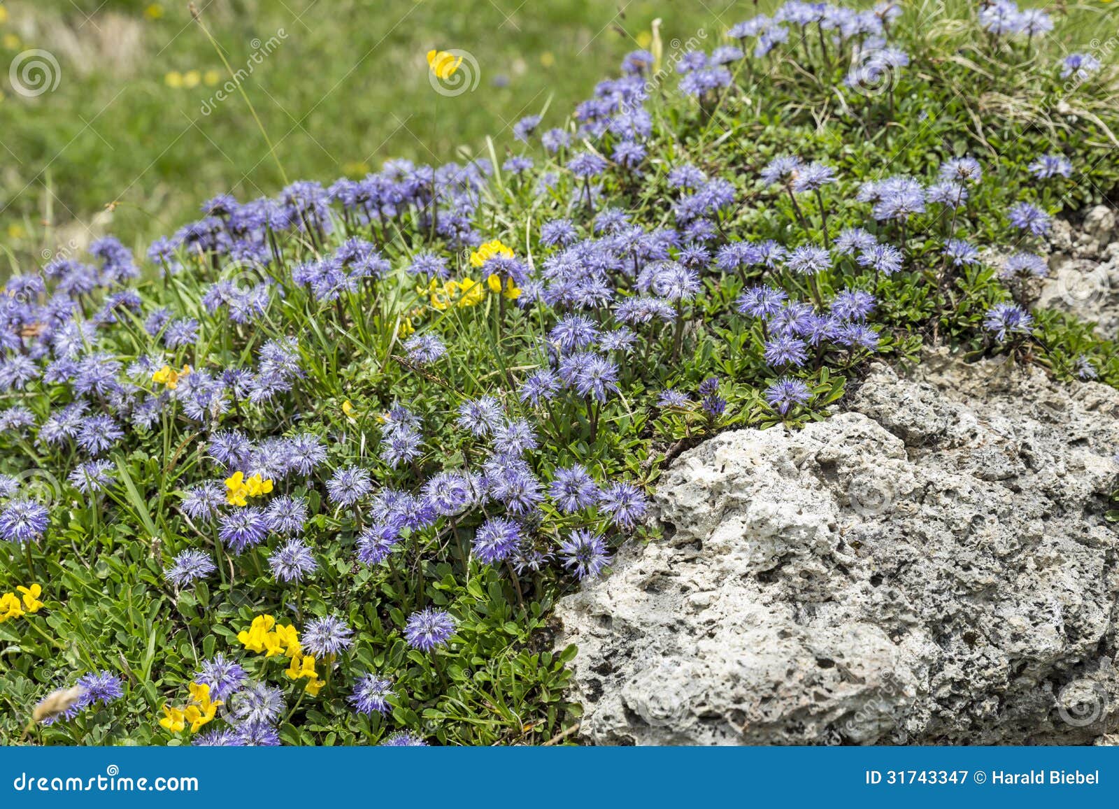 blue balls or globular (globularia cordifolia) flowers