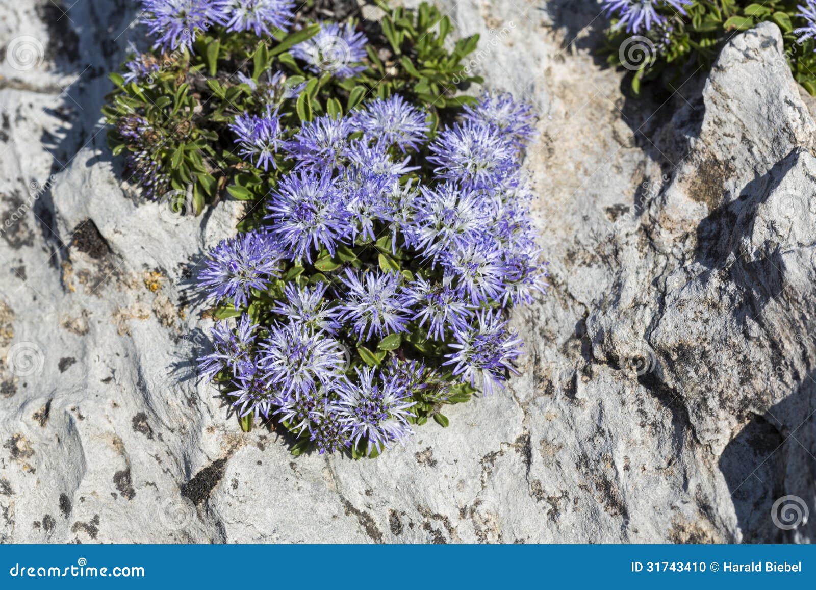 blue balls or globular (globularia cordifolia) flowers