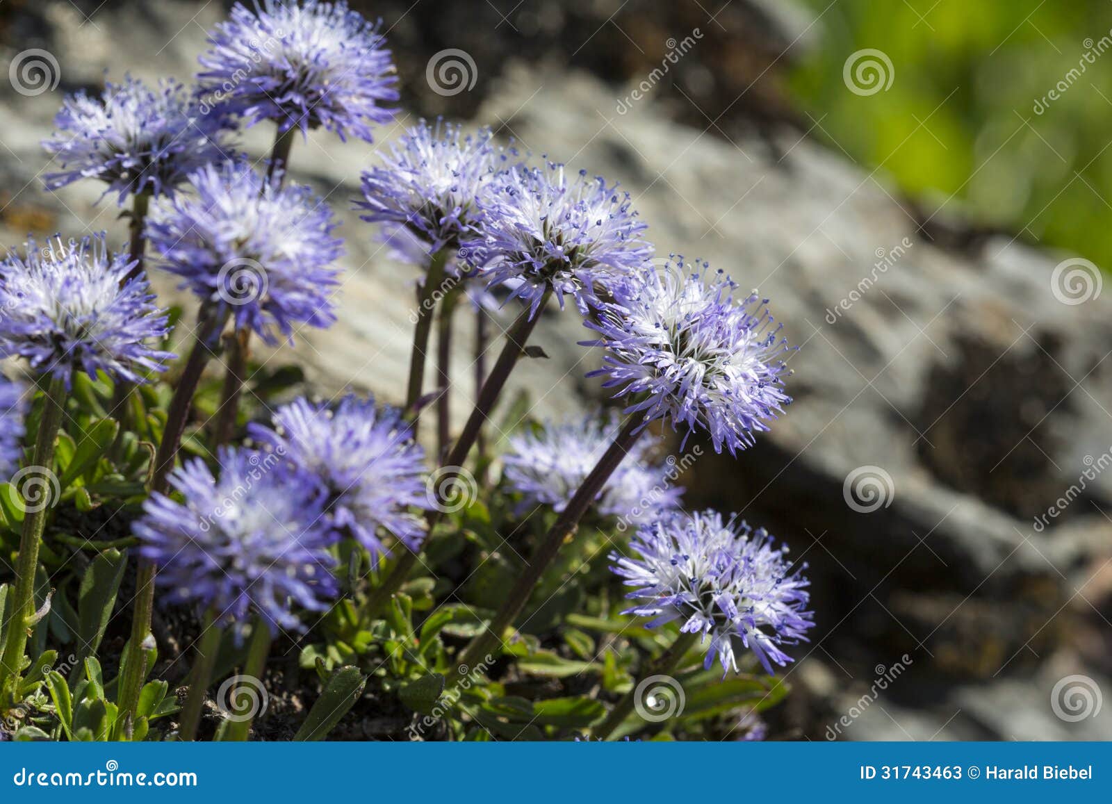 blue balls or globular (globularia cordifolia) flowers
