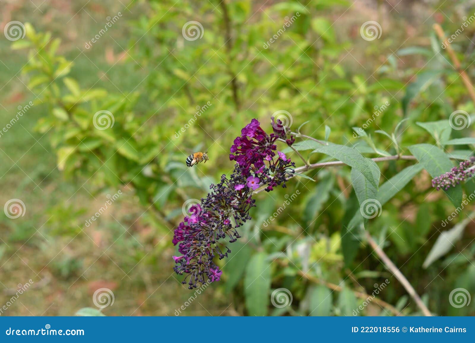 Blue Banded Bee Flying To Flower Stock Photo Image of nectar, native