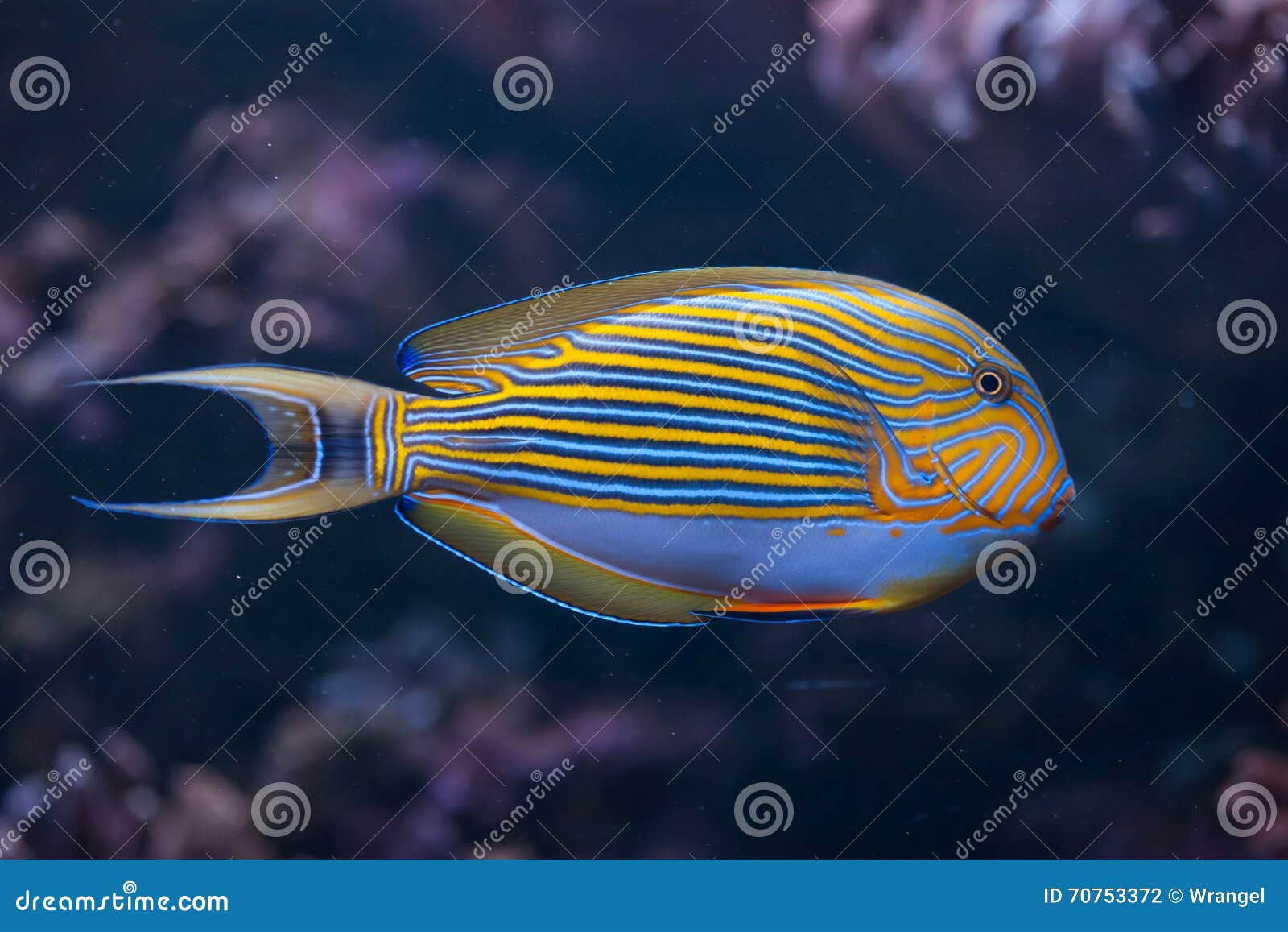 blue banded surgeonfish (acanthurus lineatus).